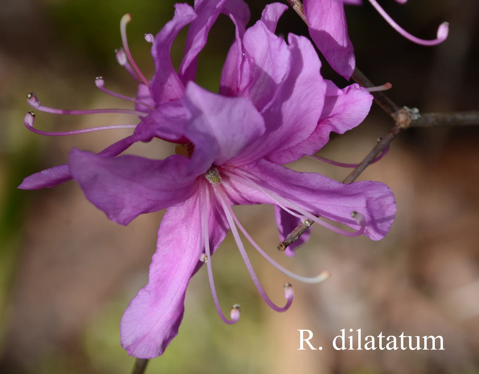 R. dilatatum photo of R. dilatatum. Location: Fearing's Farm Nursery, Abbotsford, BC, Canada. Photo by: Harold Fearing