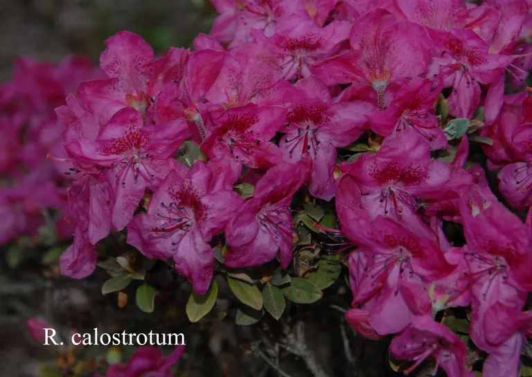 Photo of R. calostrotum ssp calostrotum, Species