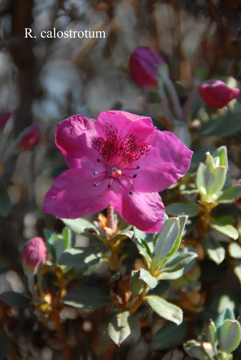 Photo of R. calostrotum ssp calostrotum, Species