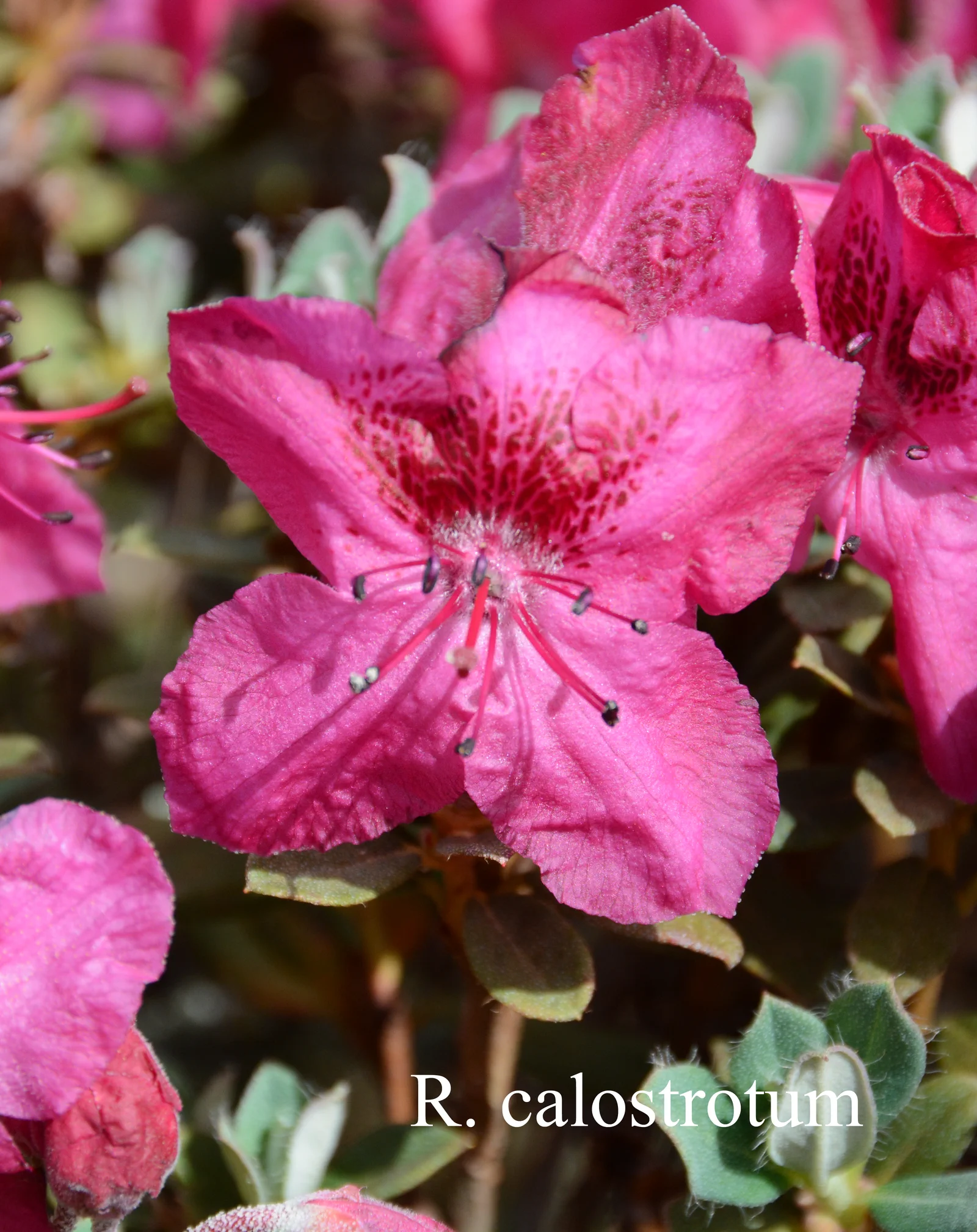 R. calostrotum ssp calostrotum photo of R. calostrotum ssp calostrotum. Location: Fearing's Farm Nursery, Abbotsford, BC, Canada. Photo by: Harold Fearing