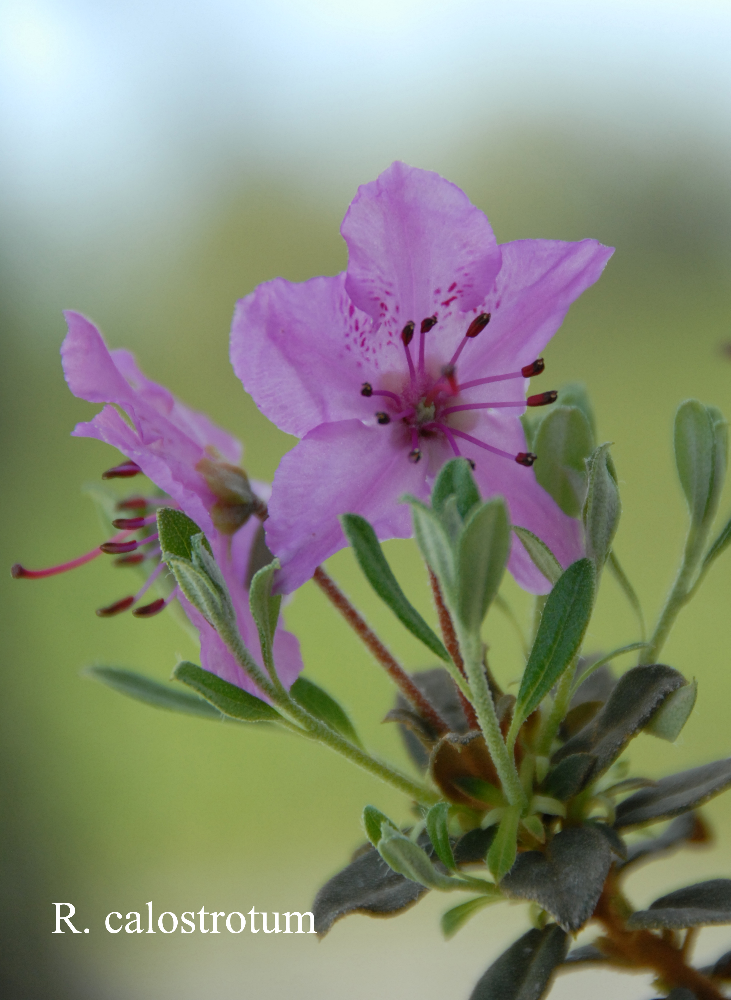 Rhododendron calostrotum ssp calostrotum photo