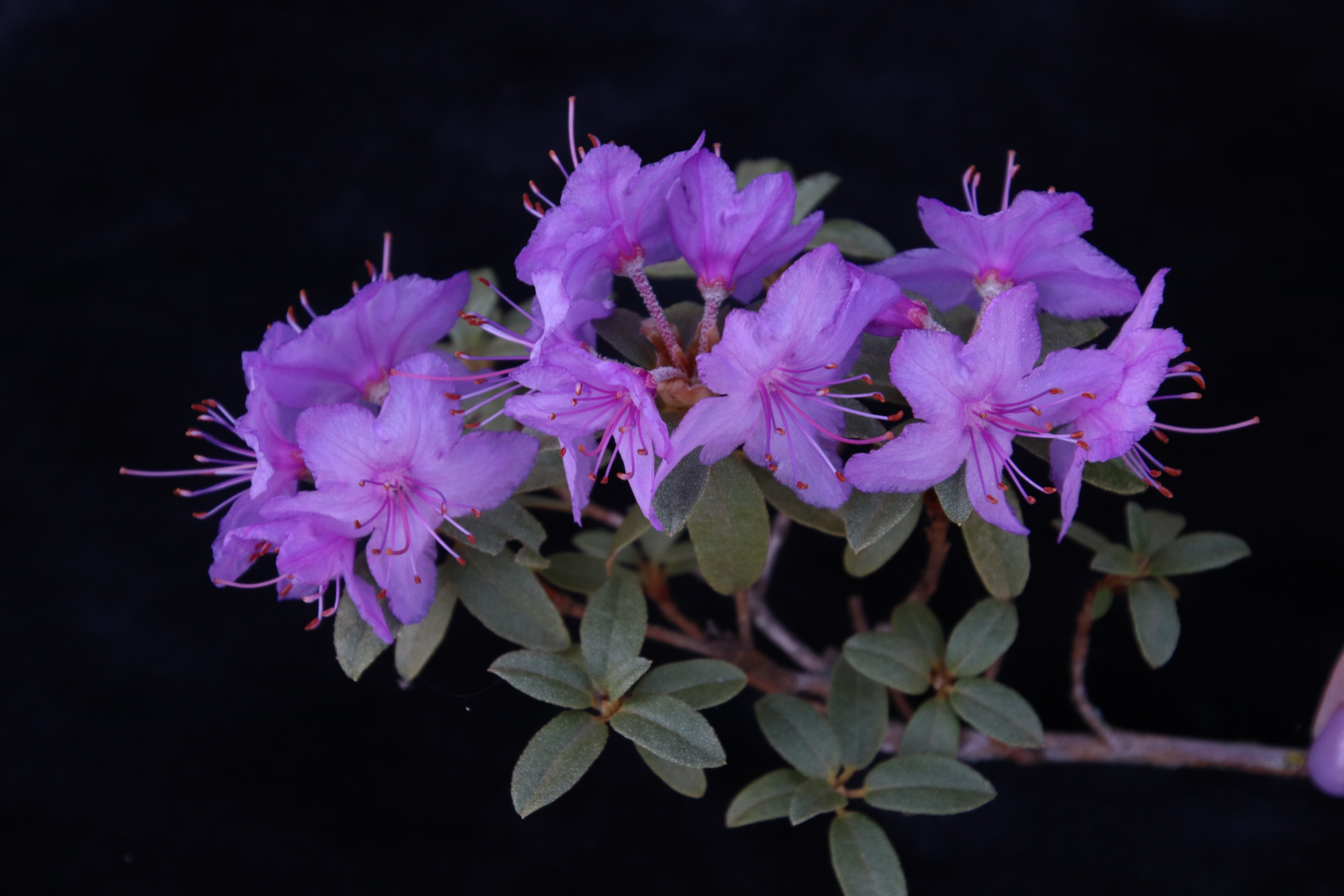 Rhododendron calostrotum ssp calostrotum photo