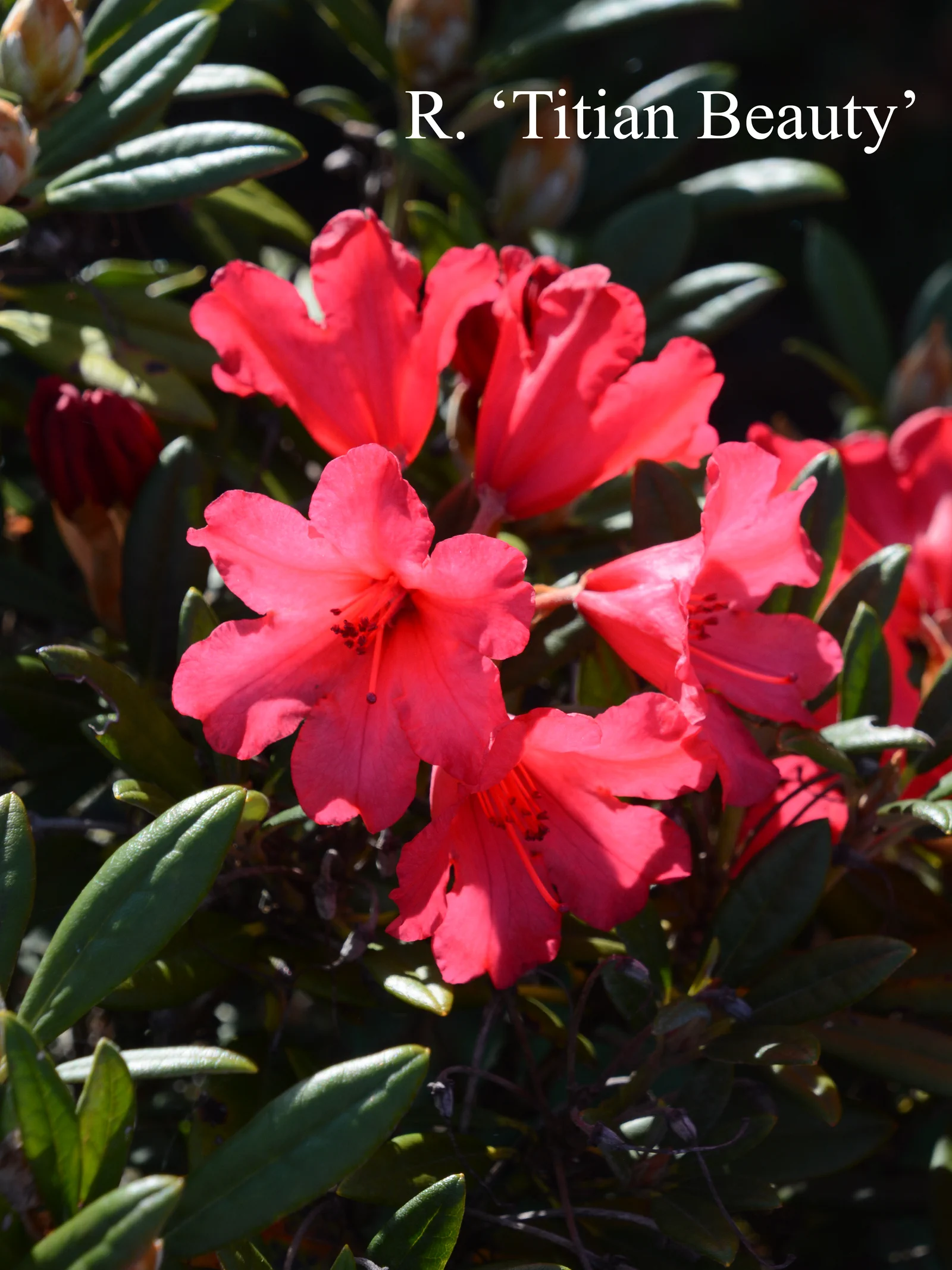 R. 'Titian Beauty' photo of R. 'Titian Beauty'. Location: Fearing's Farm Nursery, Abbotsford, BC, Canada. Photo by: Harold Fearing