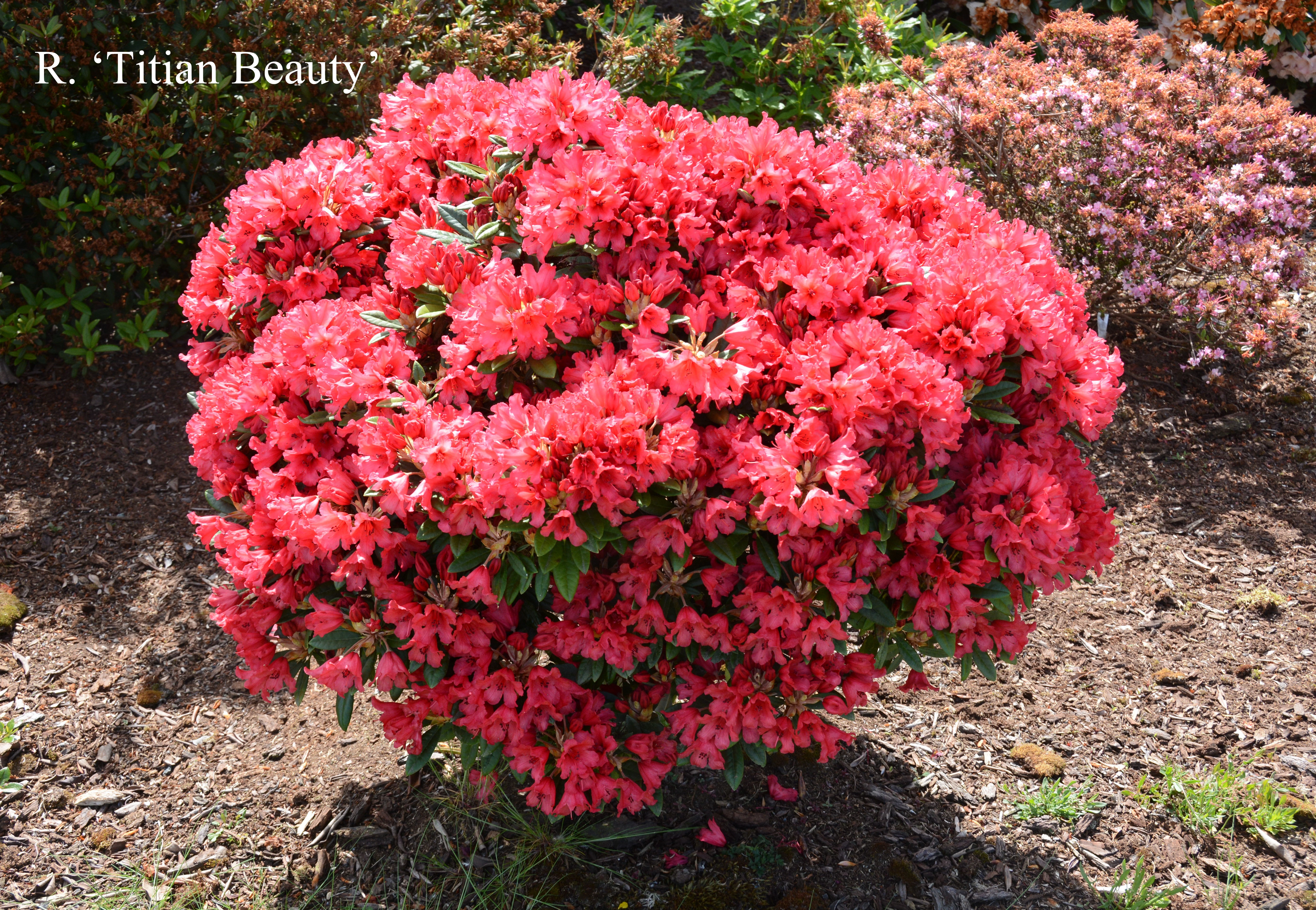 Rhododendron Titian Beauty photo