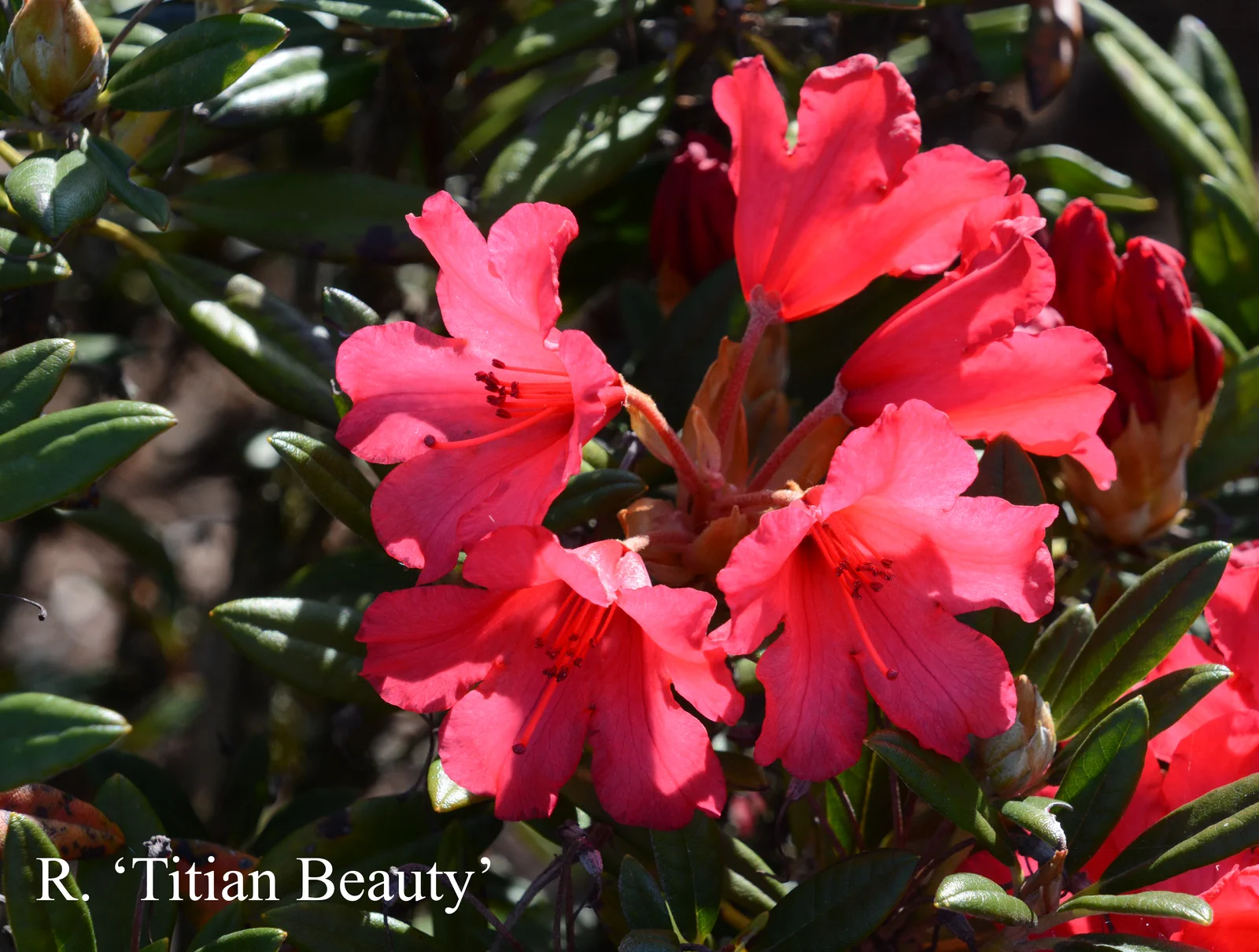 R. 'Titian Beauty' photo of R. 'Titian Beauty'. Location: Fearing's Farm Nursery, Abbotsford, BC, Canada. Photo by: Harold Fearing