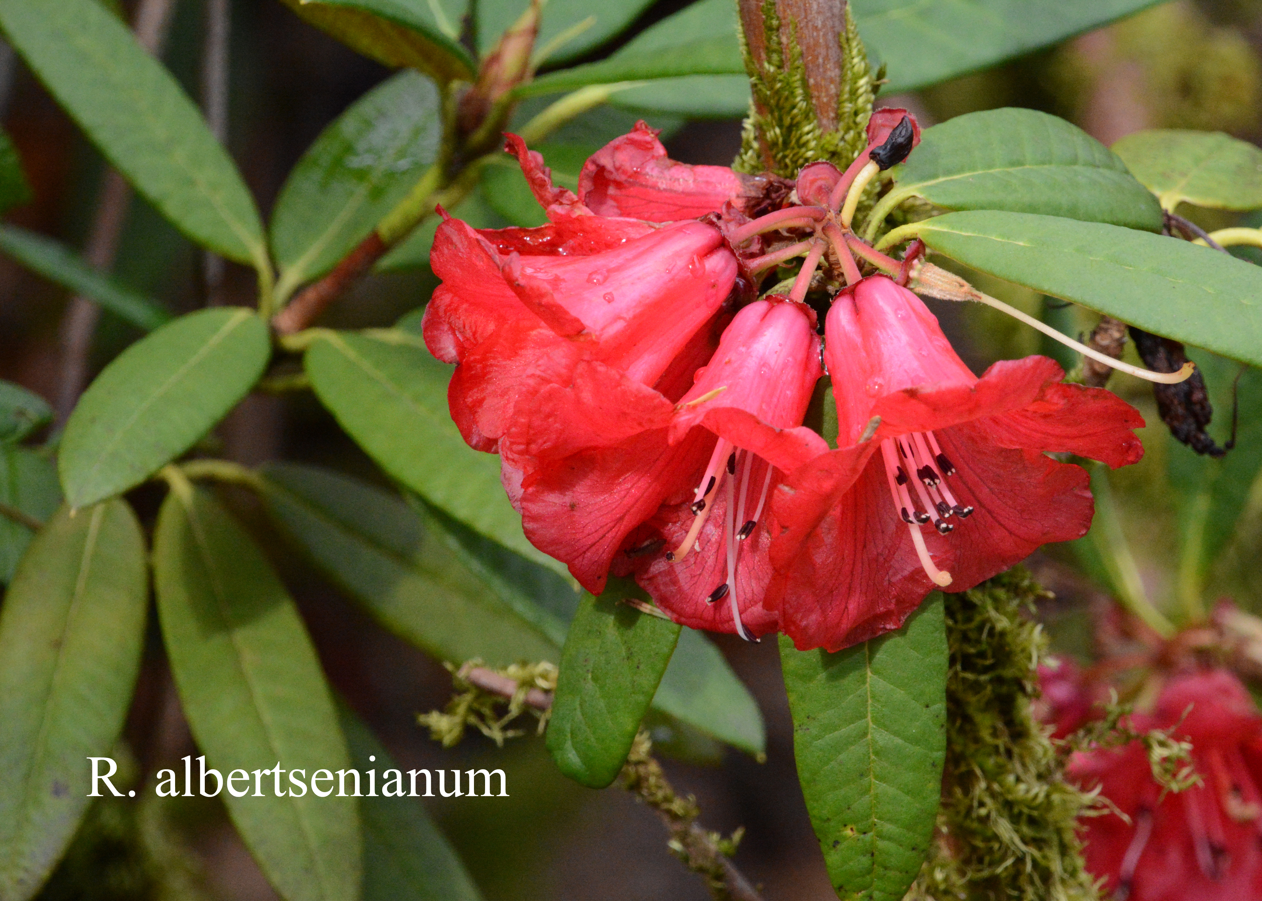 Rhododendron albertsenianum photo
