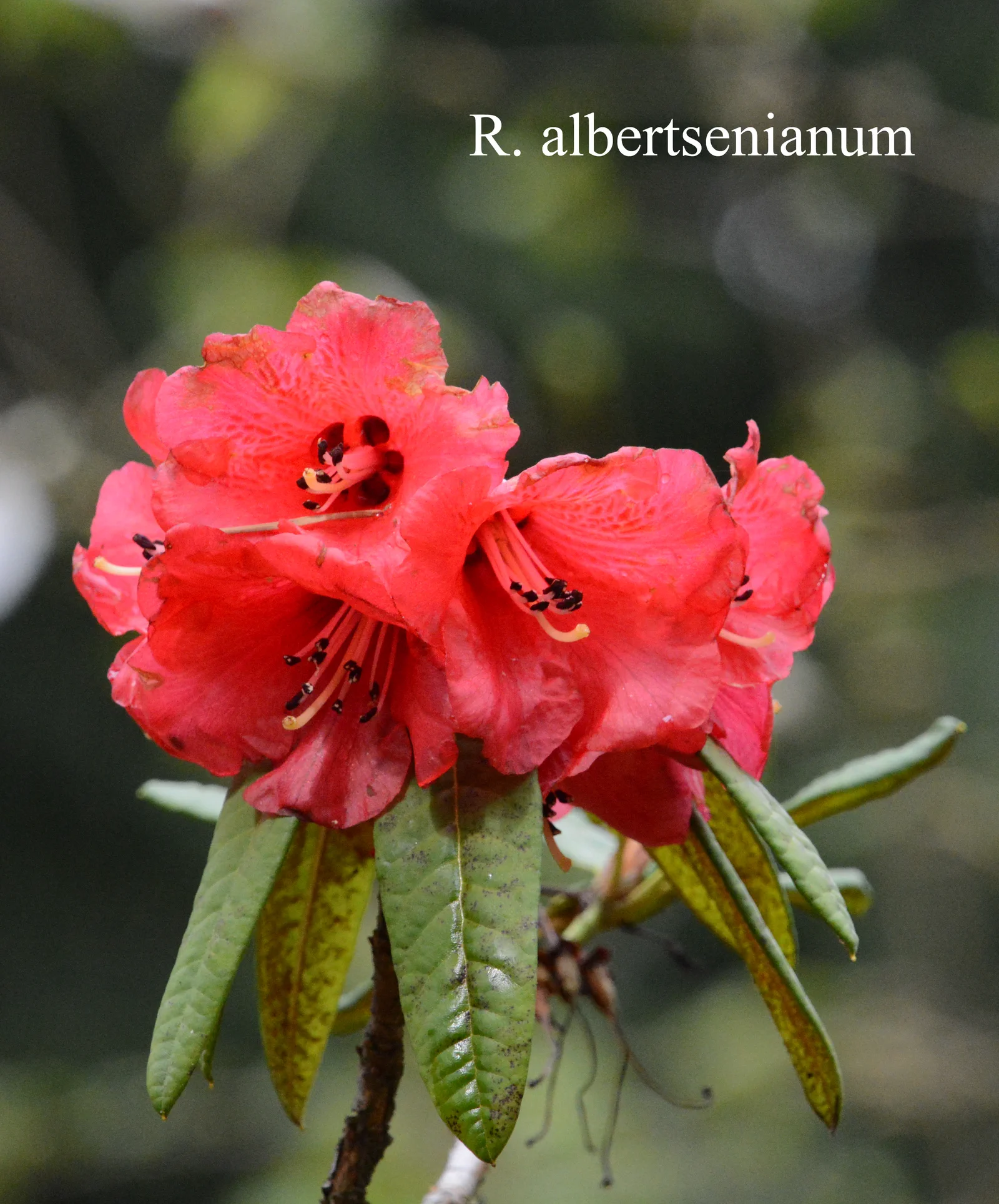 R. albertsenianum photo of R. albertsenianum. Location: Fearing's Farm Nursery, Abbotsford, BC, Canada. Photo by: Harold Fearing