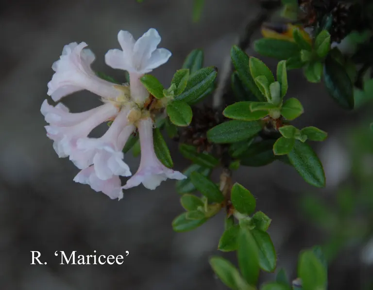 Photo of R. sargentianum 'Maricee', Rhododendron Species Selection