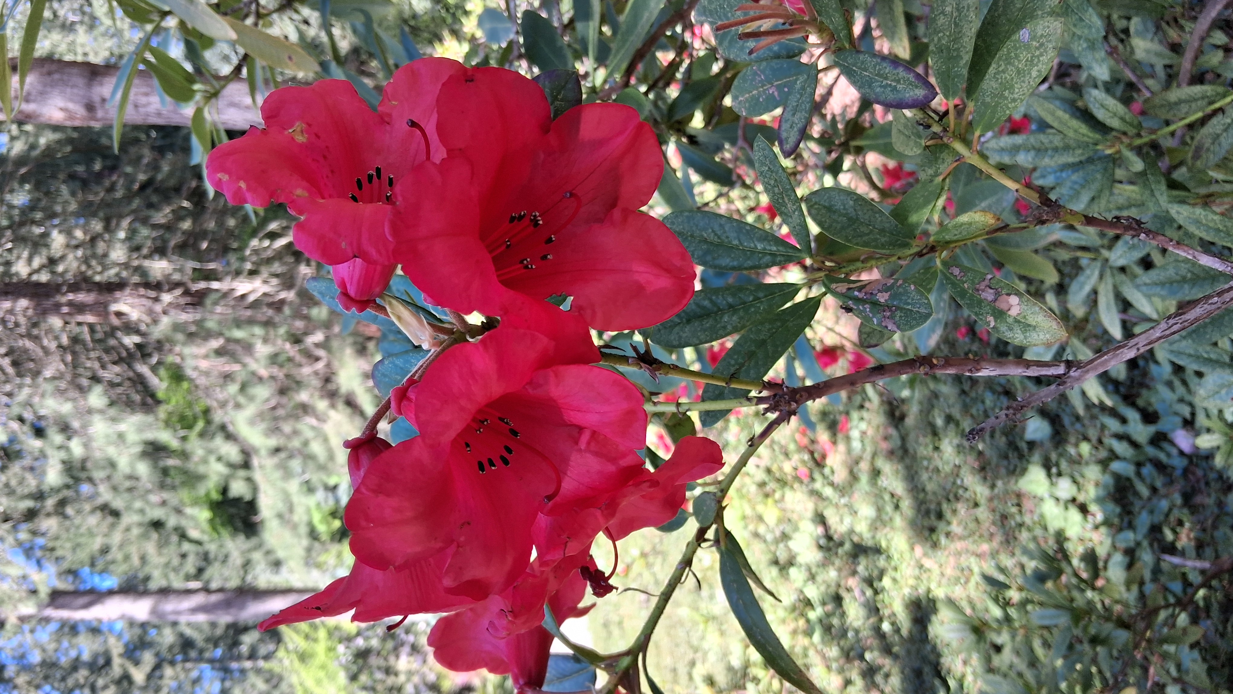 Rhododendron Elizabeth photo
