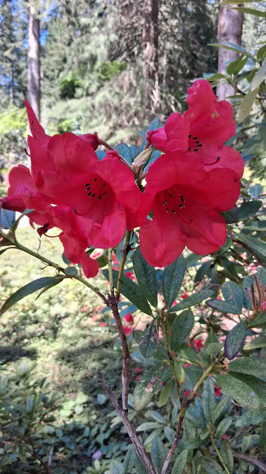 Photo of R. 'Elizabeth', Rhododendron Hybrid