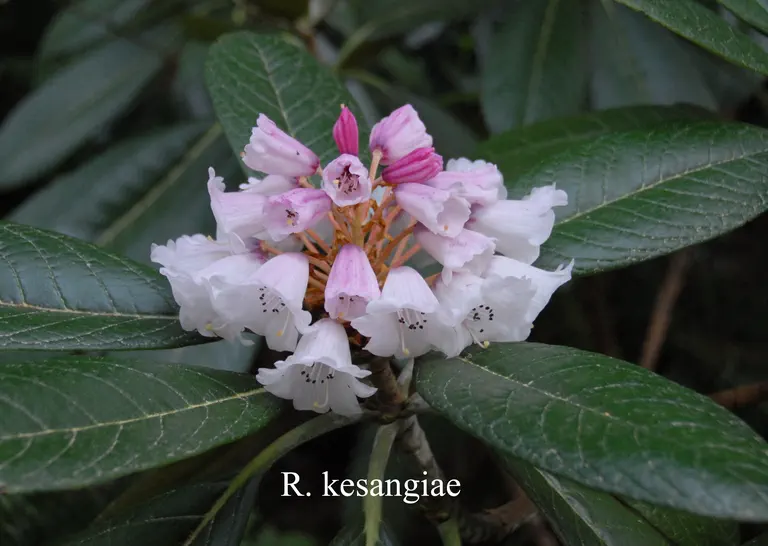 Photo of R. kesangiae var kesangiae, Species