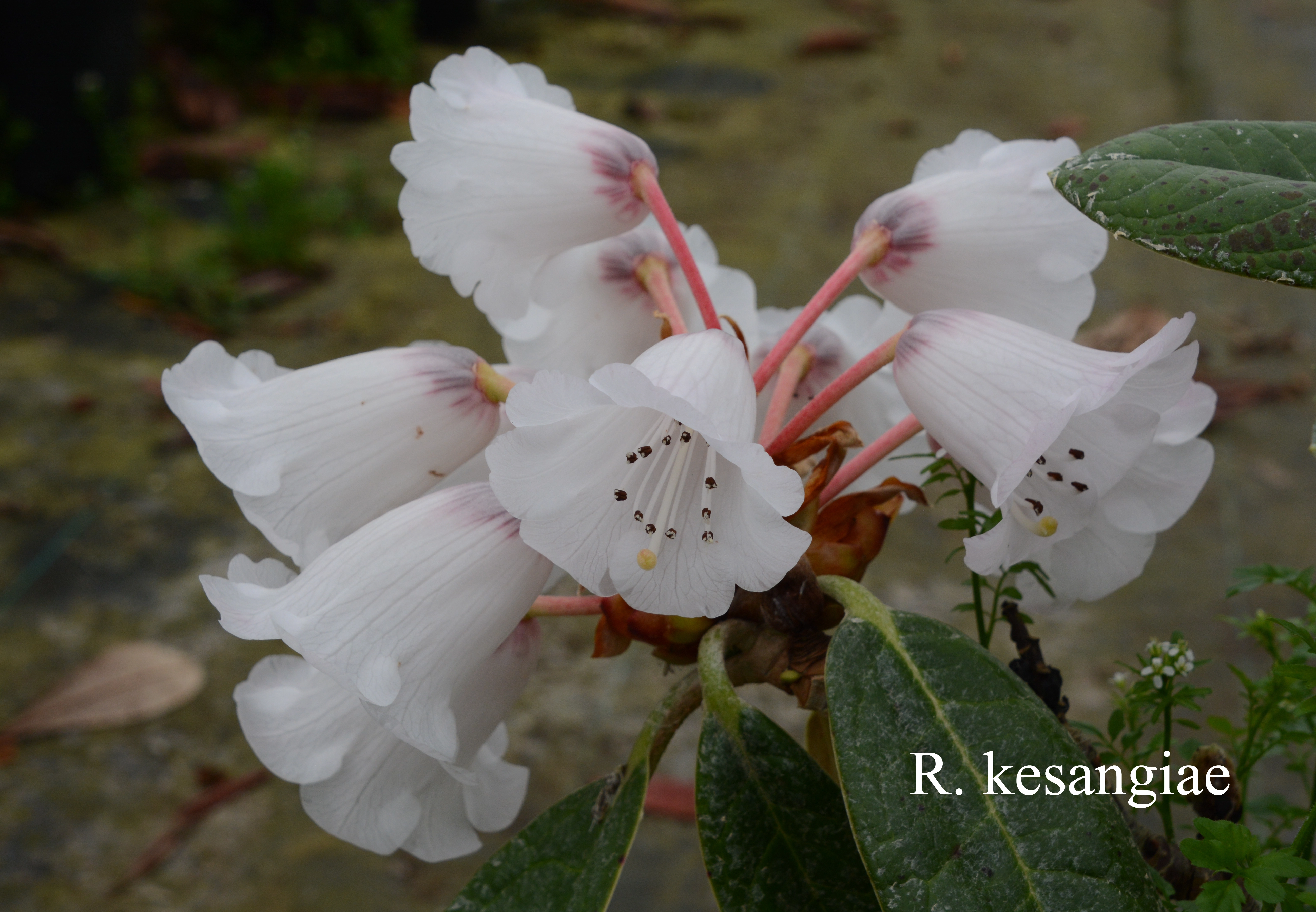 Rhododendron kesangiae var kesangiae photo