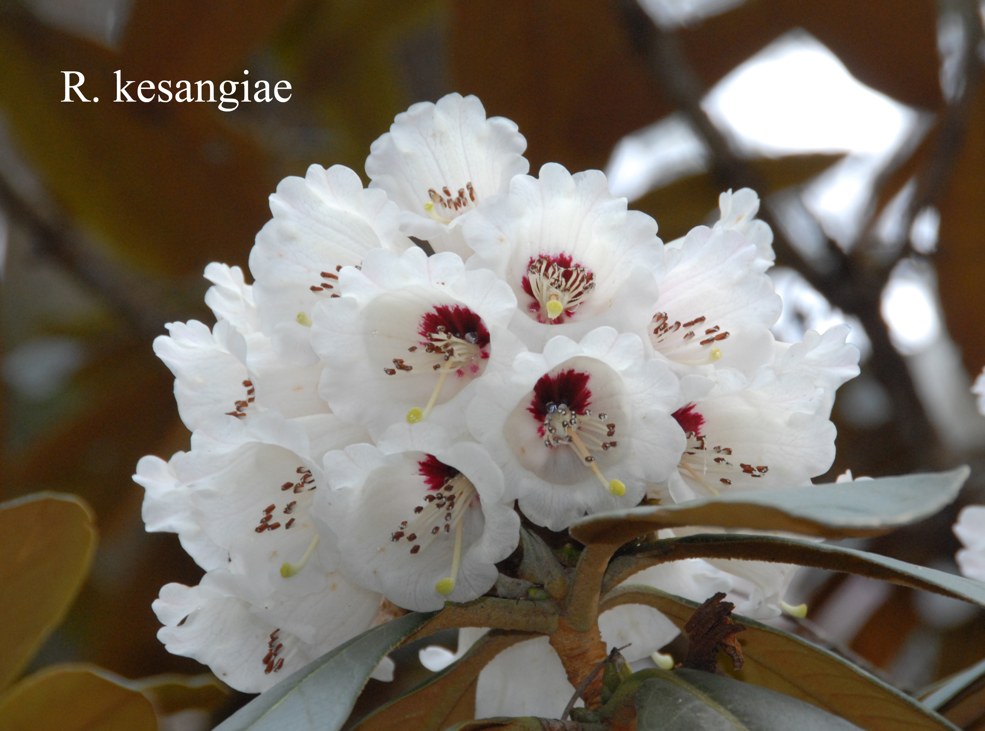 Rhododendron kesangiae var kesangiae photo