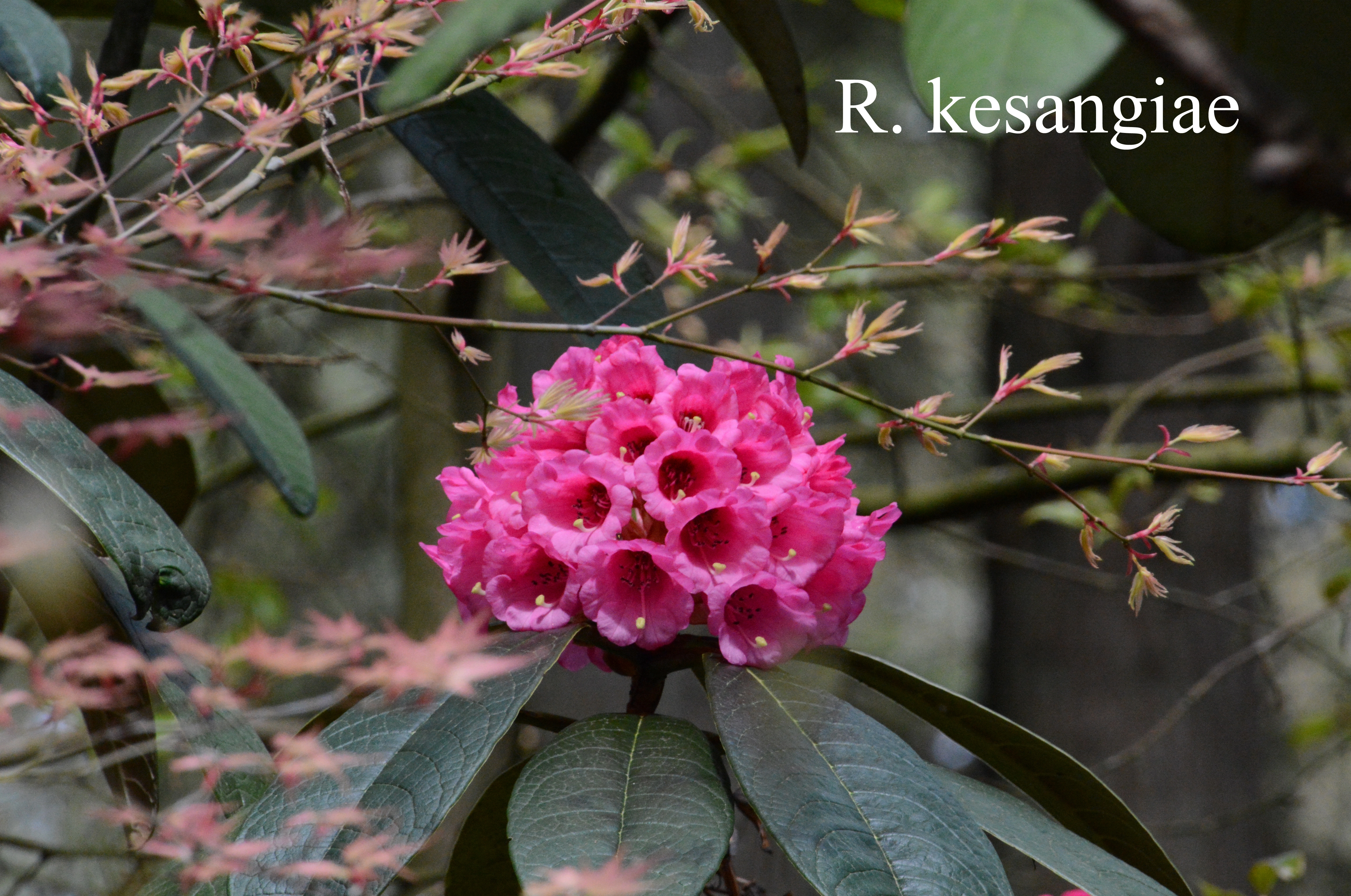 Rhododendron kesangiae var kesangiae photo