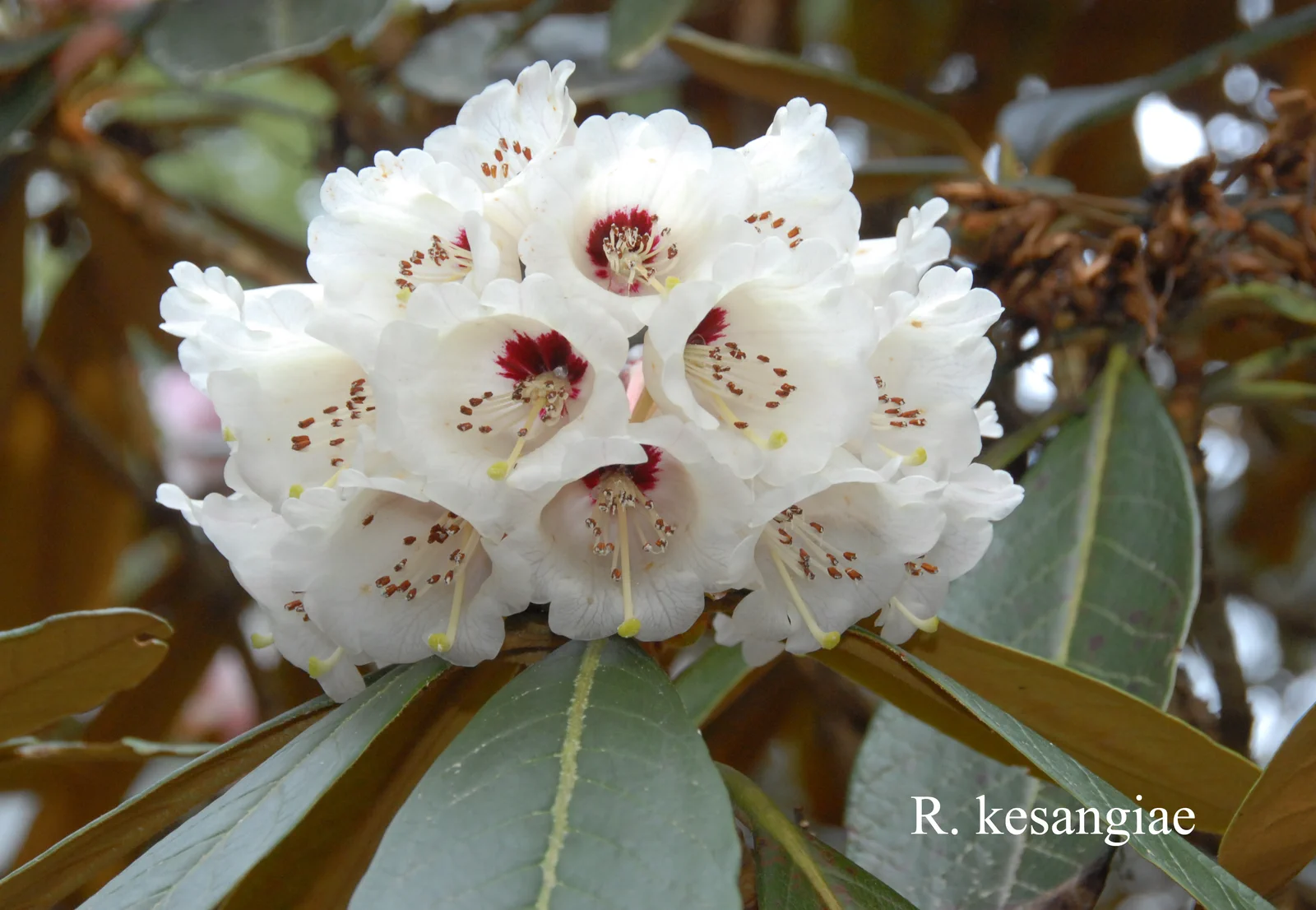 R. kesangiae var kesangiae photo of R. kesangiae var kesangiae. CH&M 3058. Location: Fearing's Farm Nursery, Abbotsford, BC, Canada. Photo by: Harold Fearing