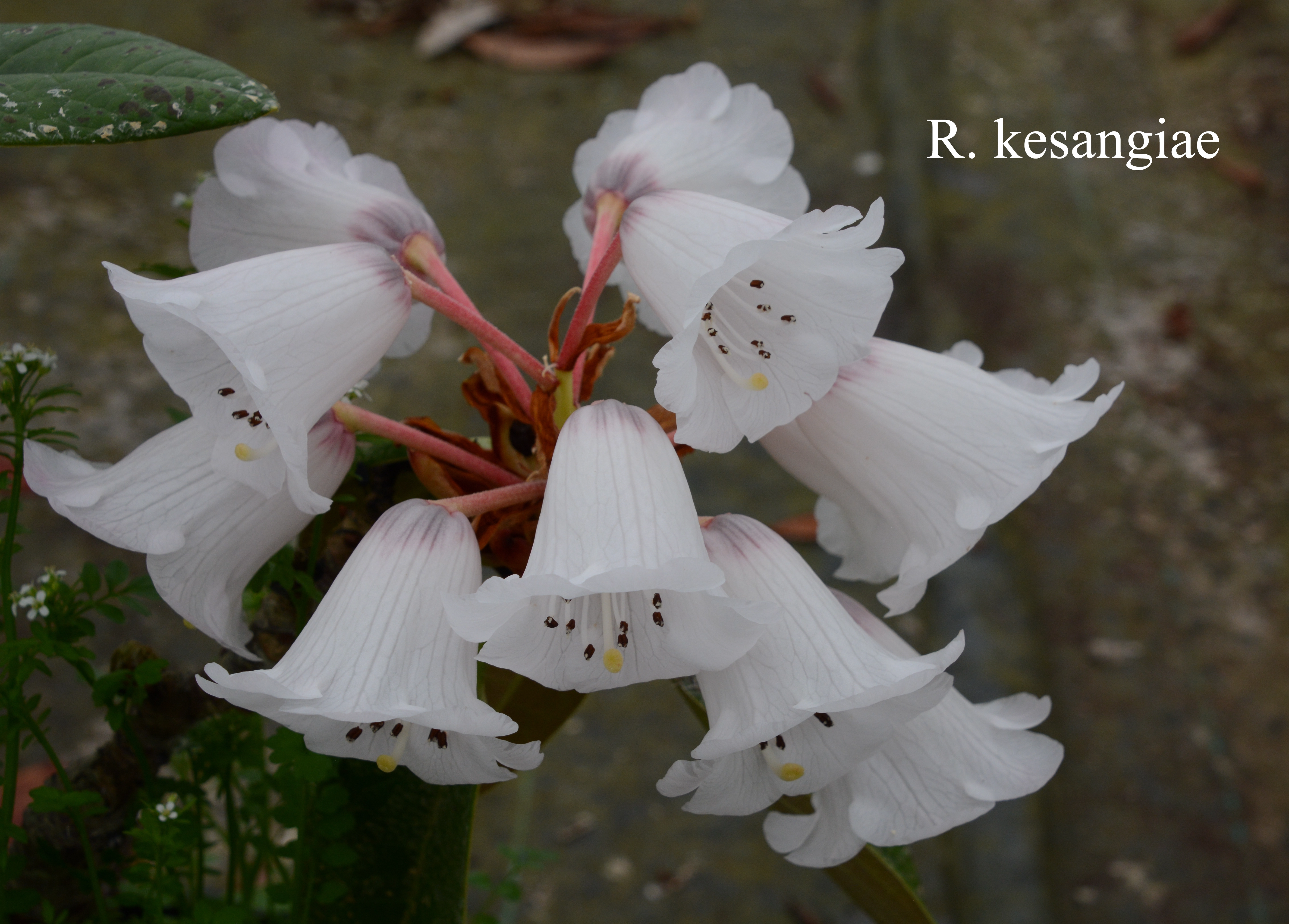 Rhododendron kesangiae var kesangiae photo