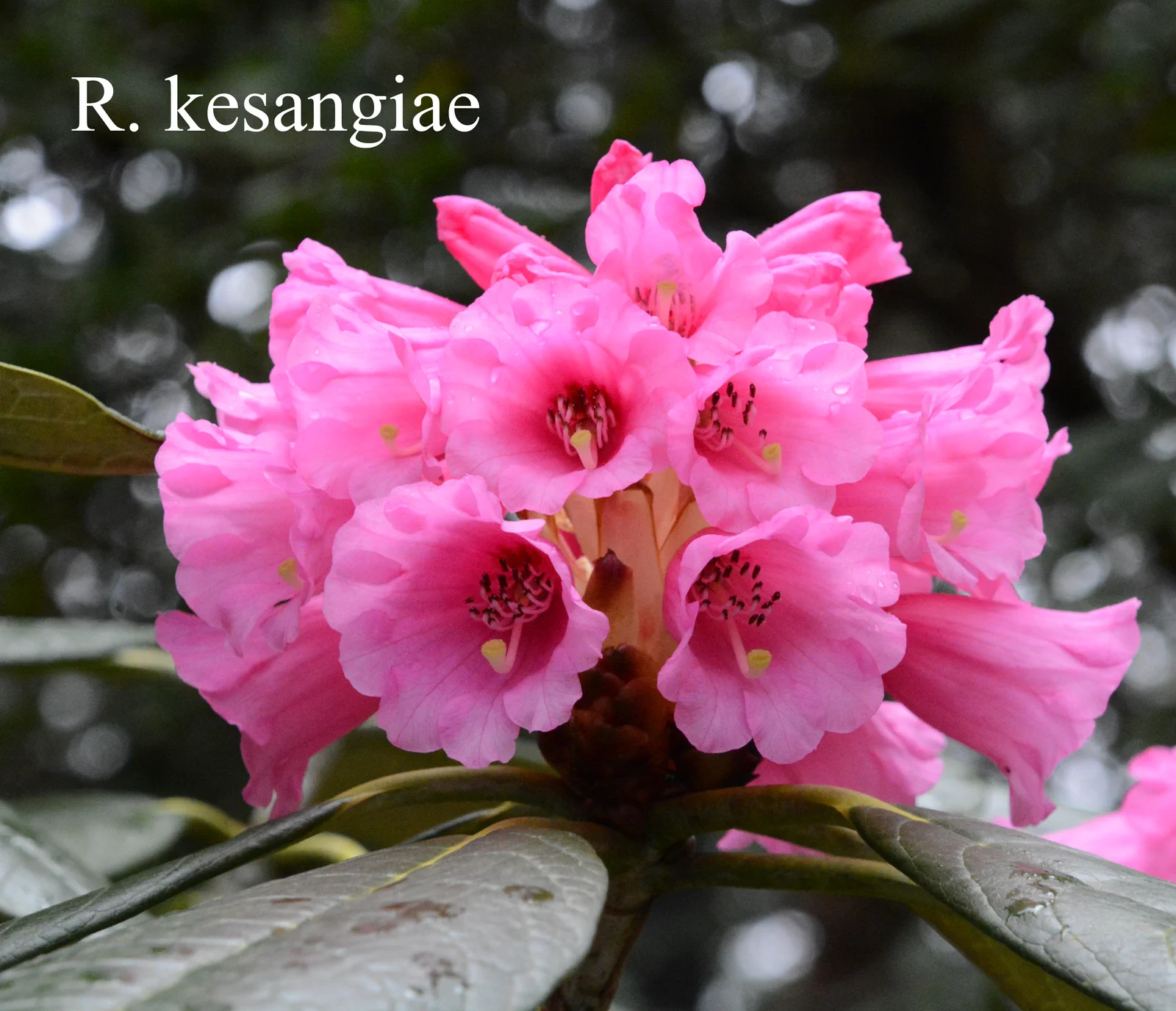 R. kesangiae var kesangiae photo of R. kesangiae var kesangiae. Location: Fearing's Farm Nursery, Abbotsford, BC, Canada. Photo by: Harold Fearing