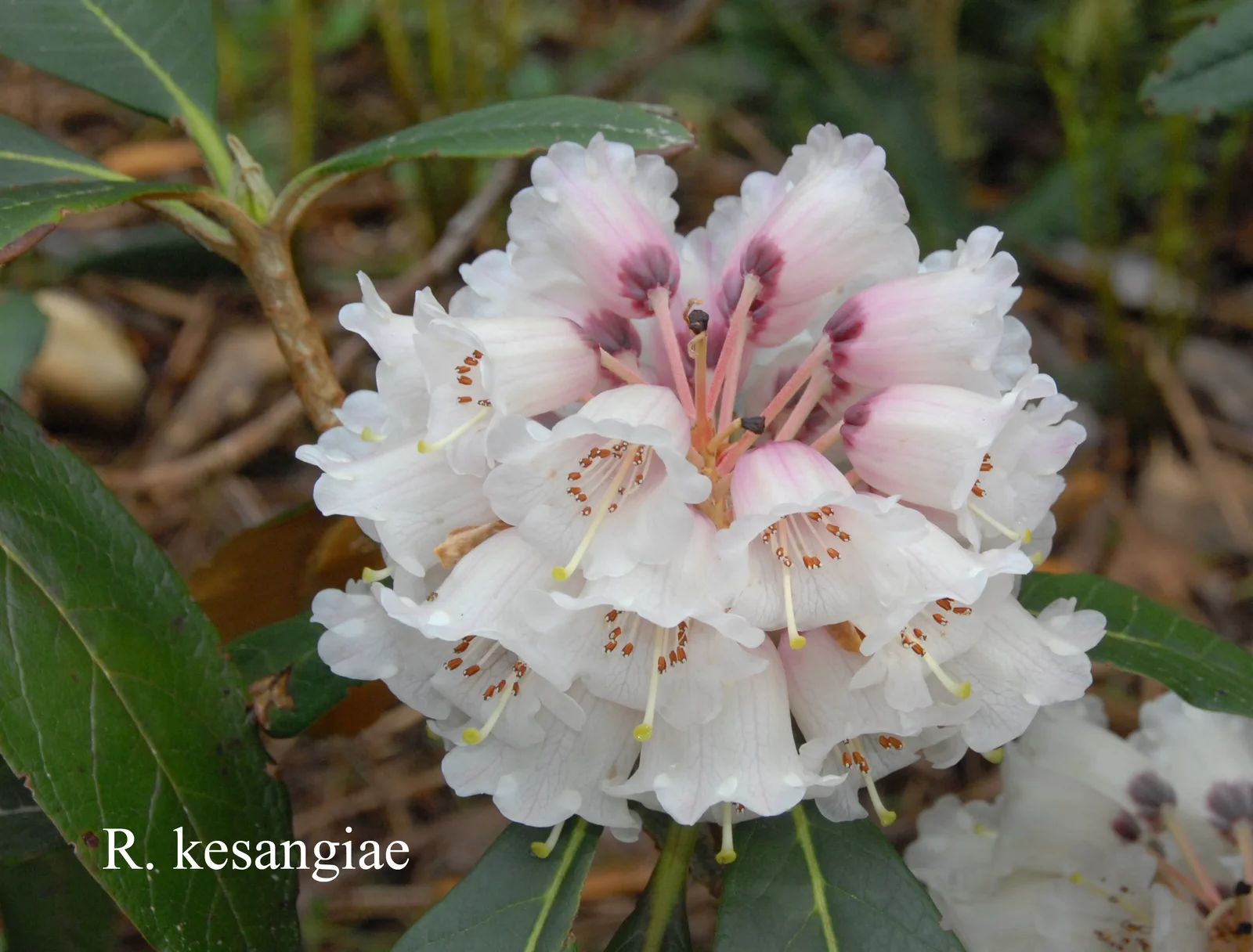 R. kesangiae var kesangiae photo of R. kesangiae var kesangiae. CH&M 3058. Location: Fearing's Farm Nursery, Abbotsford, BC, Canada. Photo by: Harold Fearing