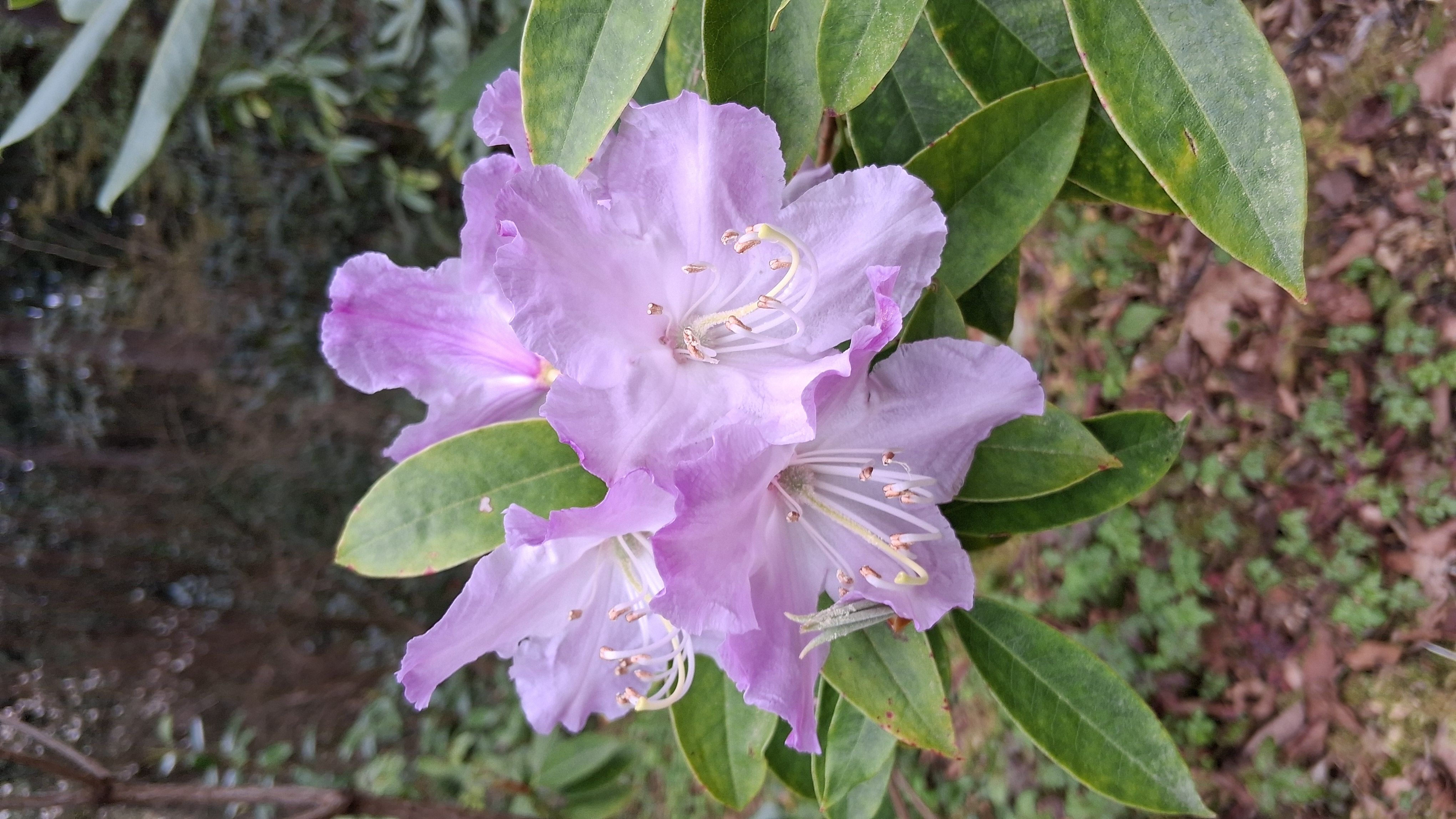 Rhododendron brevinerve photo