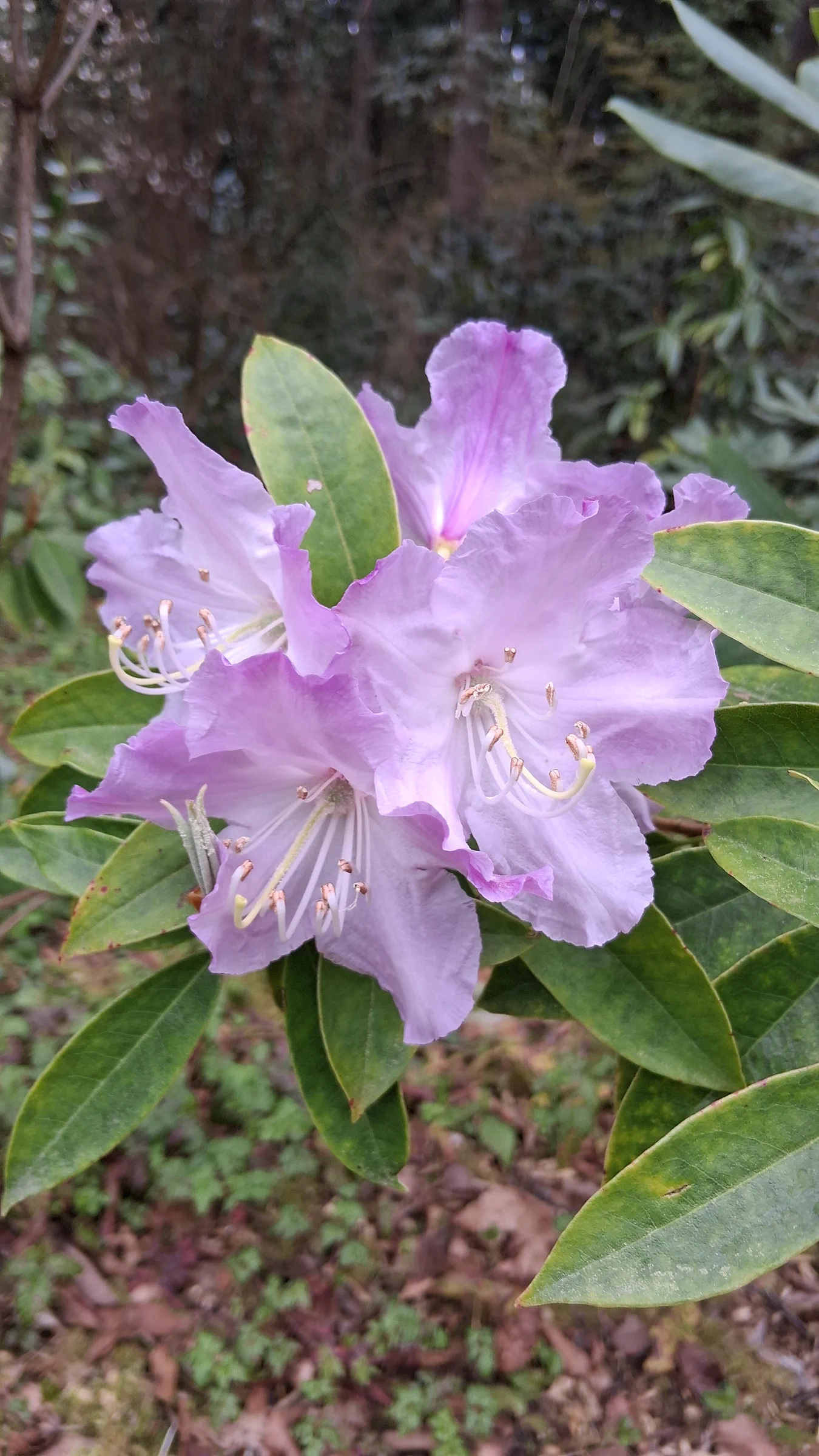 R. brevinerve photo of R. brevinerve. R. brevinerve flowers.. Location: Rhododendron Species Botanical Garden. Photo by: Thatrhodylady