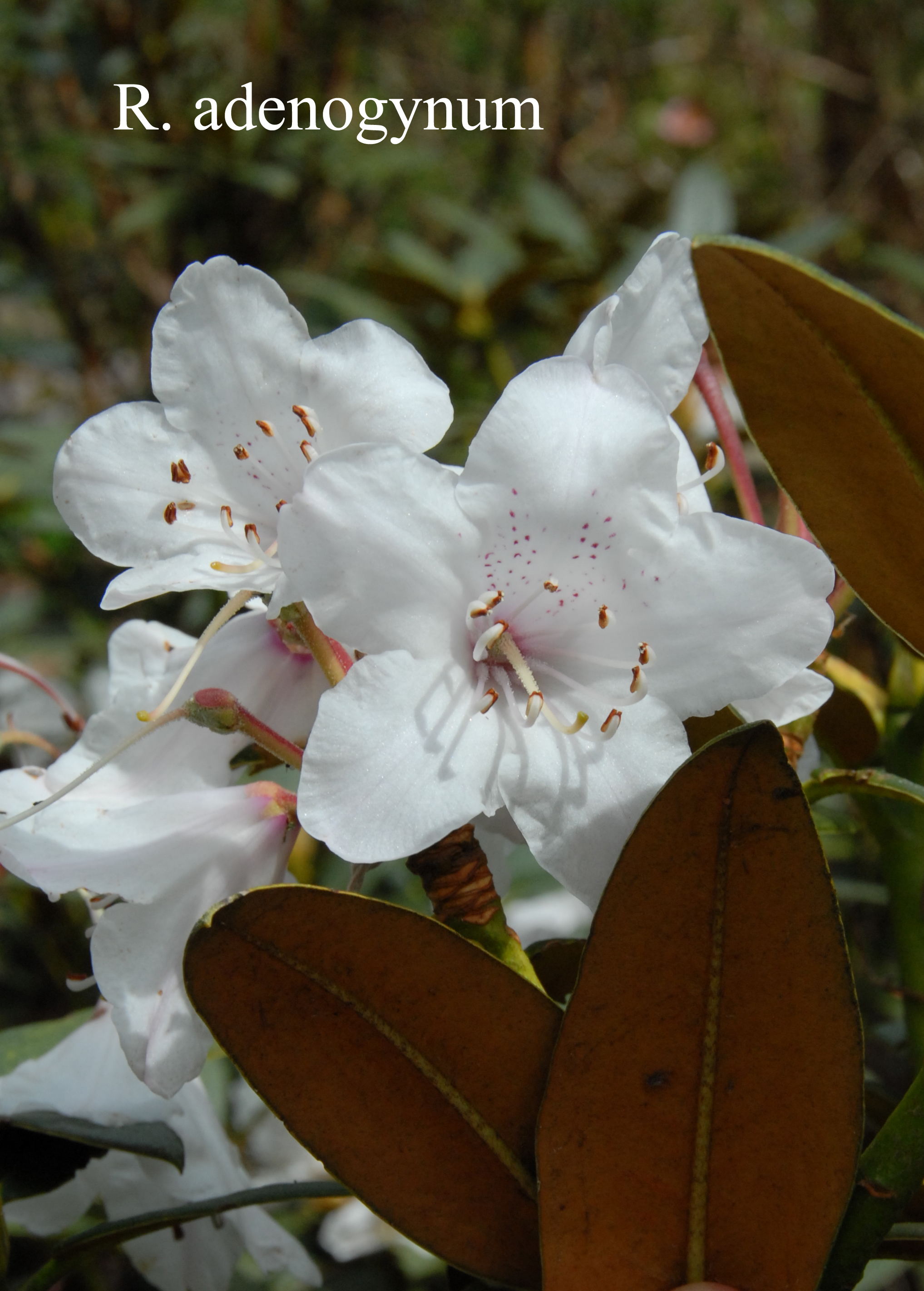 Rhododendron adenogynum photo