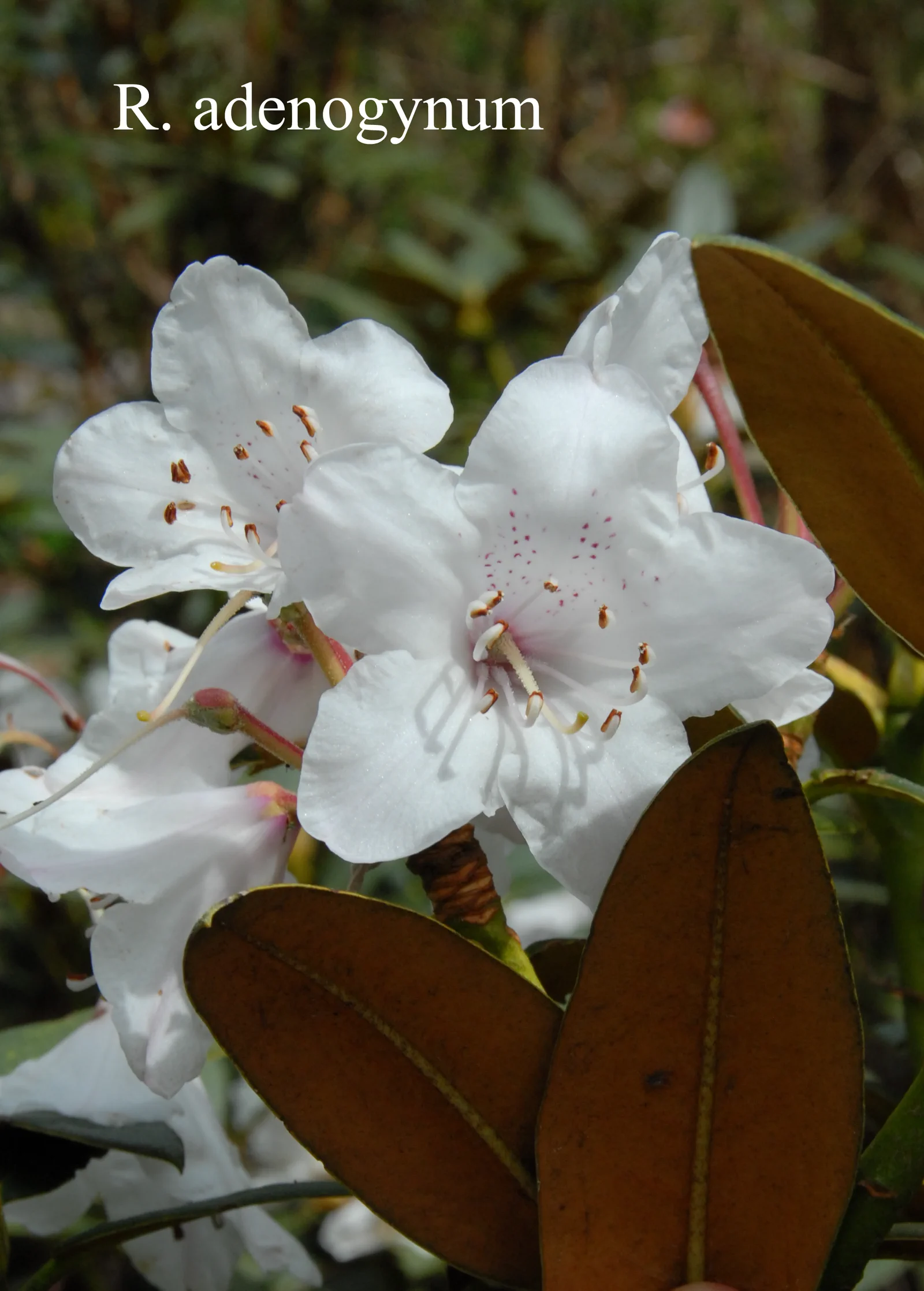 R. adenogynum photo of R. adenogynum. Location: Fearing's Farm Nursery, Abbotsford, BC, Canada. Photo by: Harold Fearing