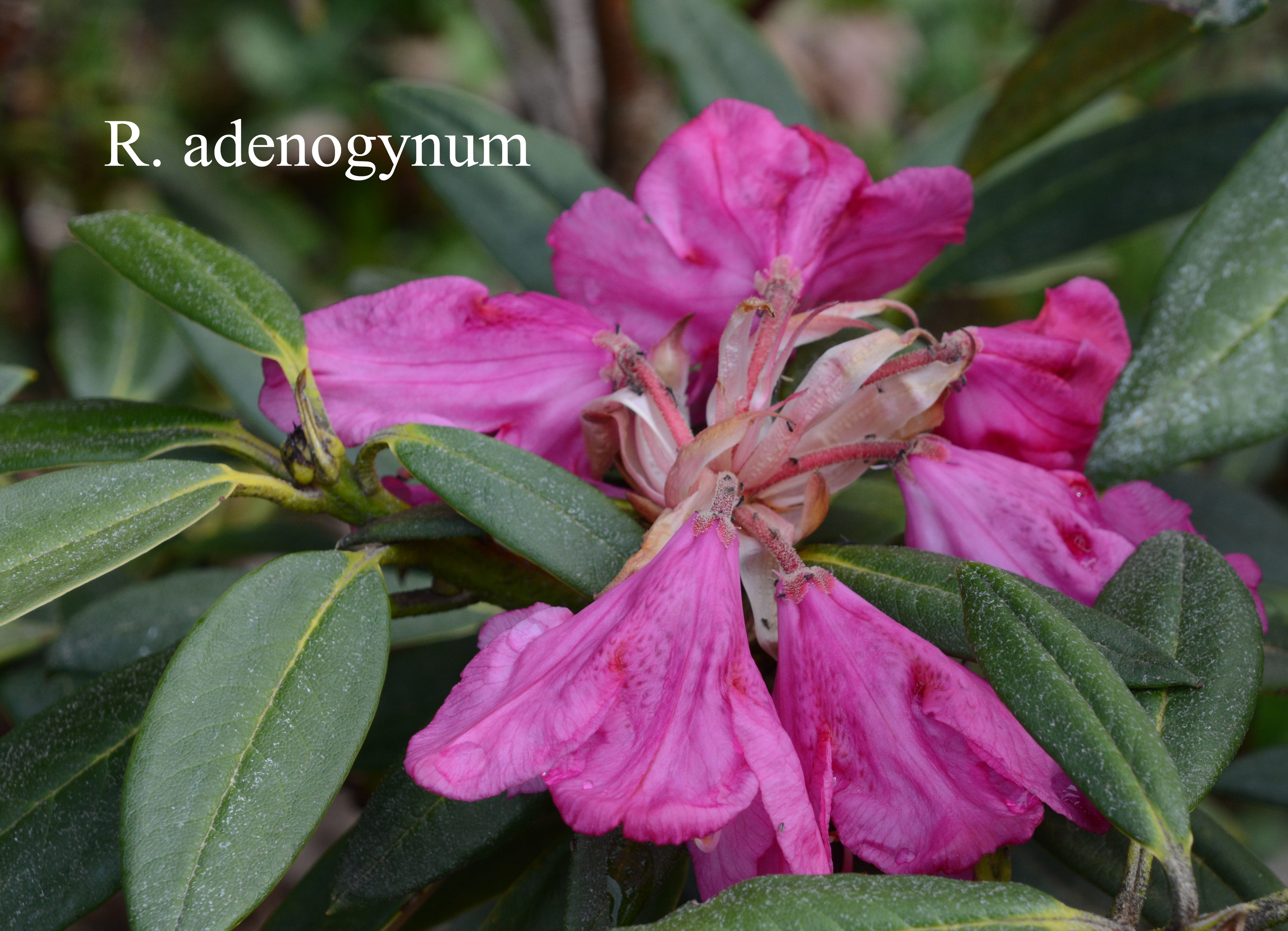 Rhododendron adenogynum photo
