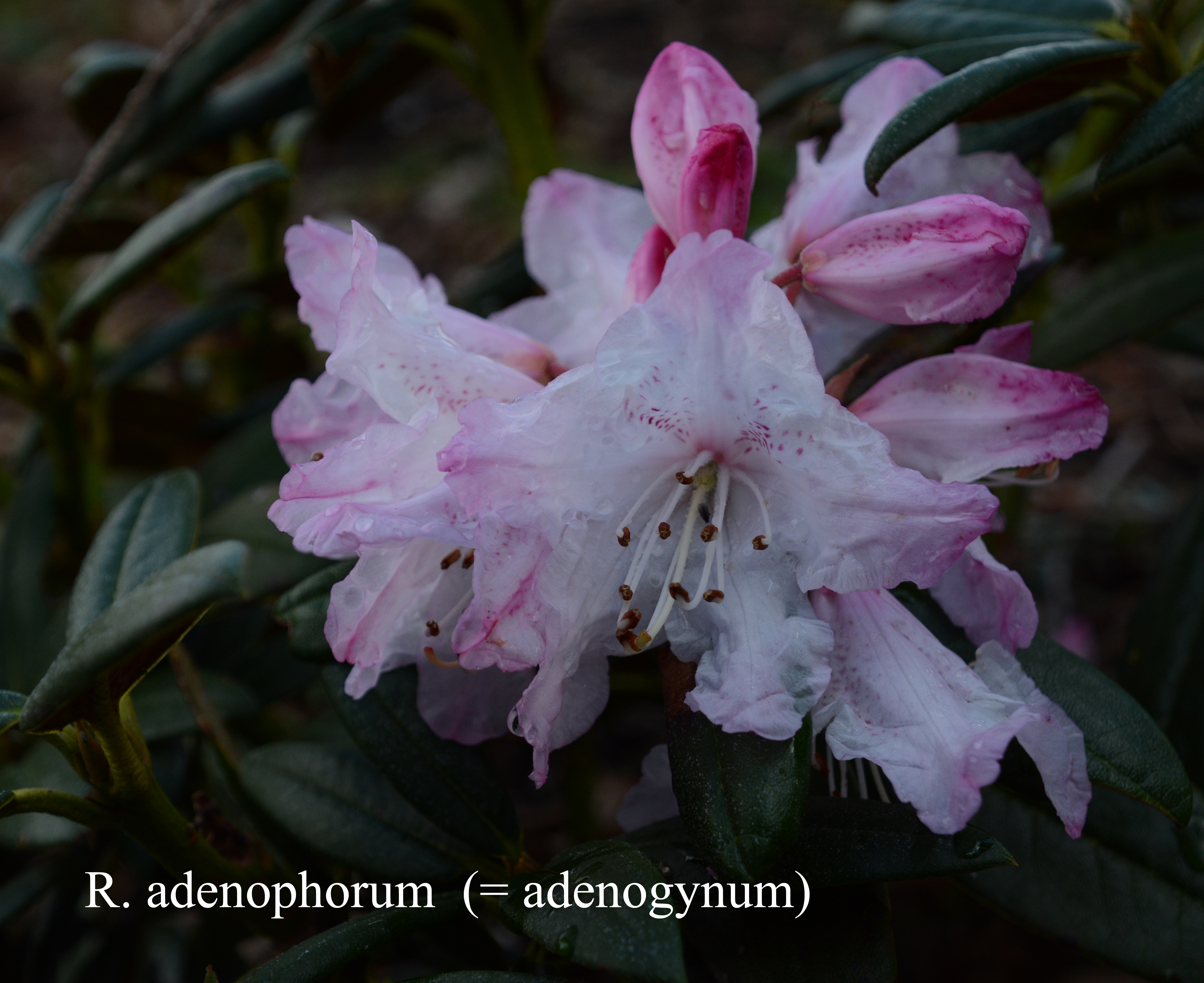 Rhododendron adenogynum photo