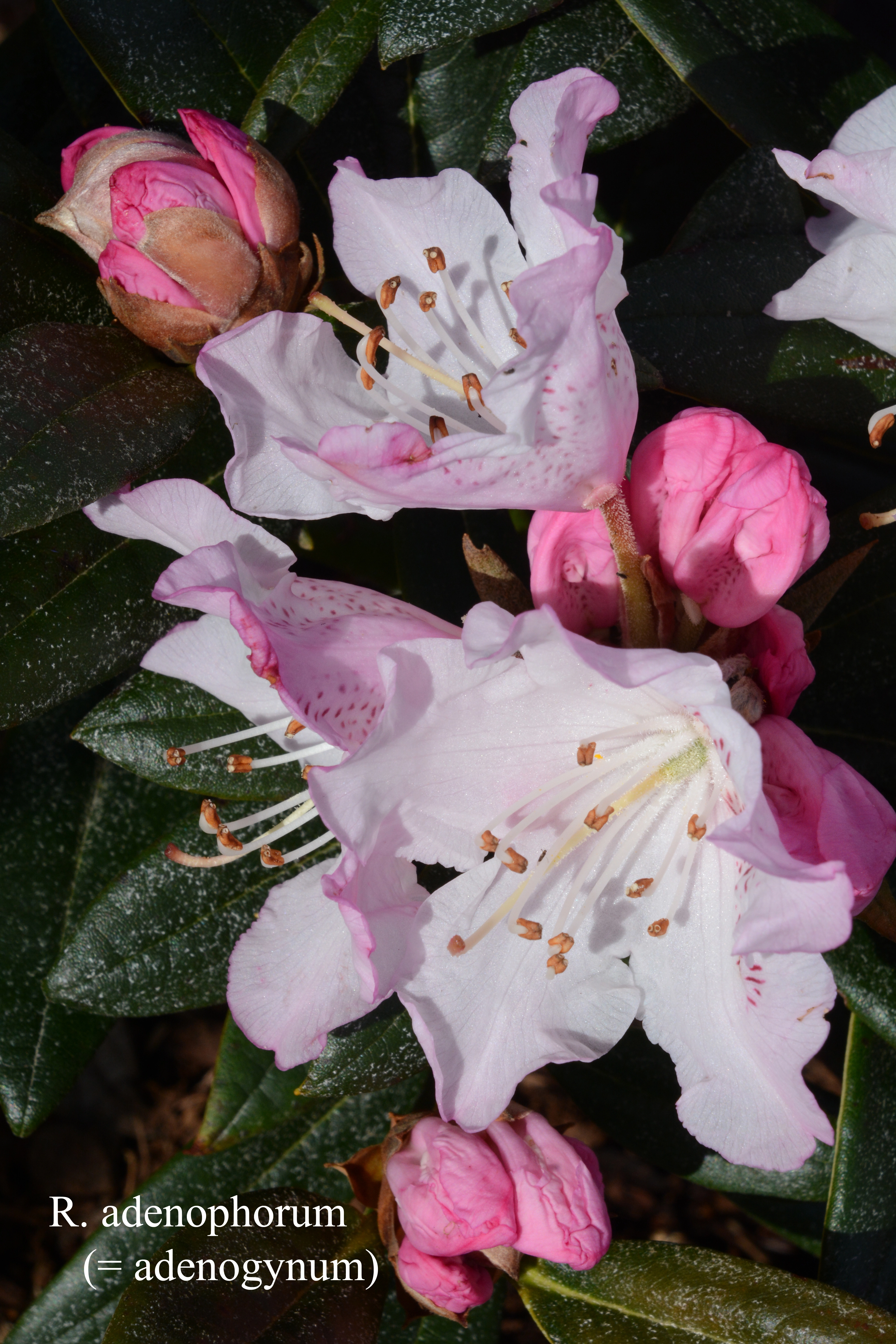 Rhododendron adenogynum photo