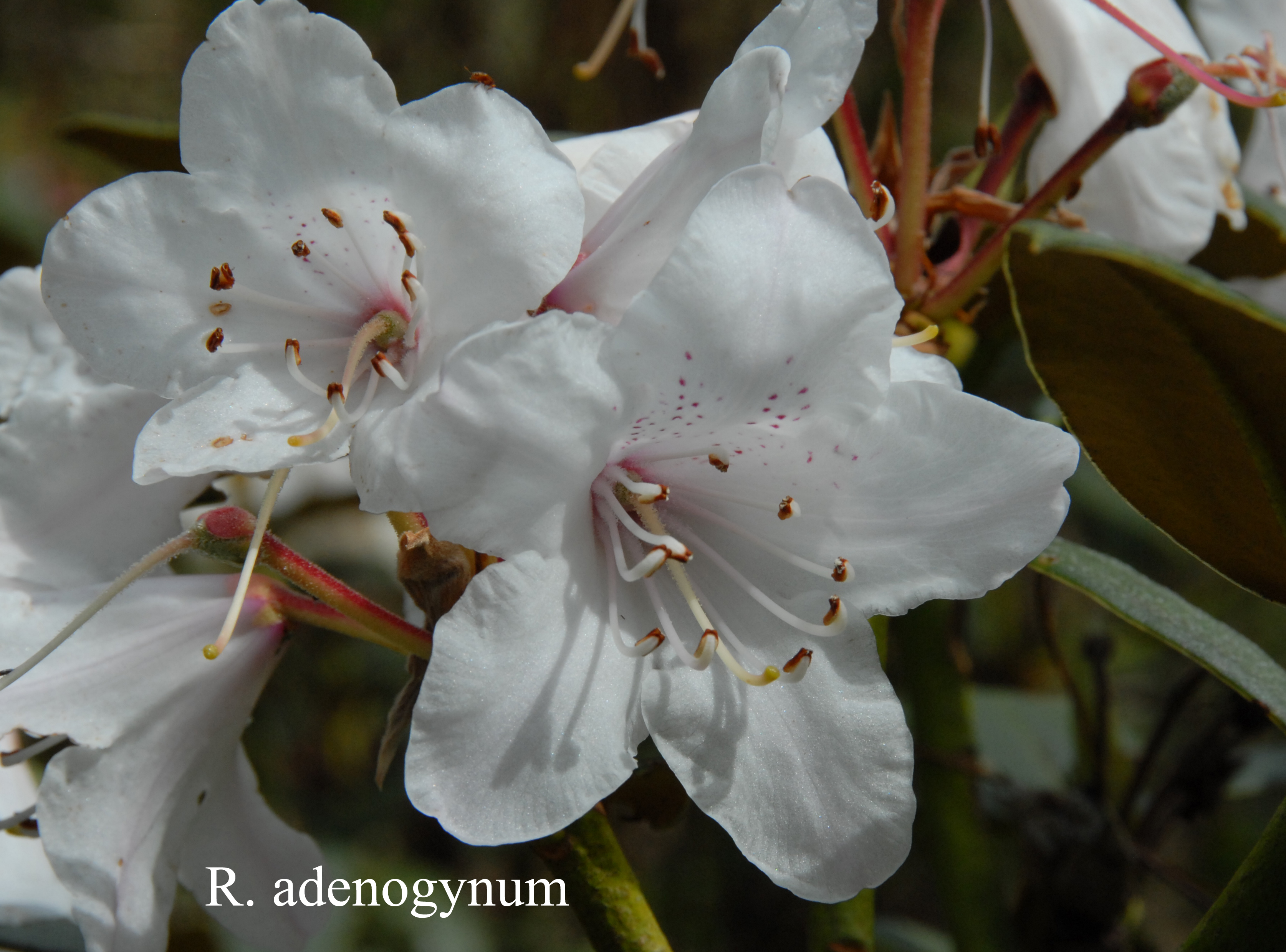 Rhododendron adenogynum photo