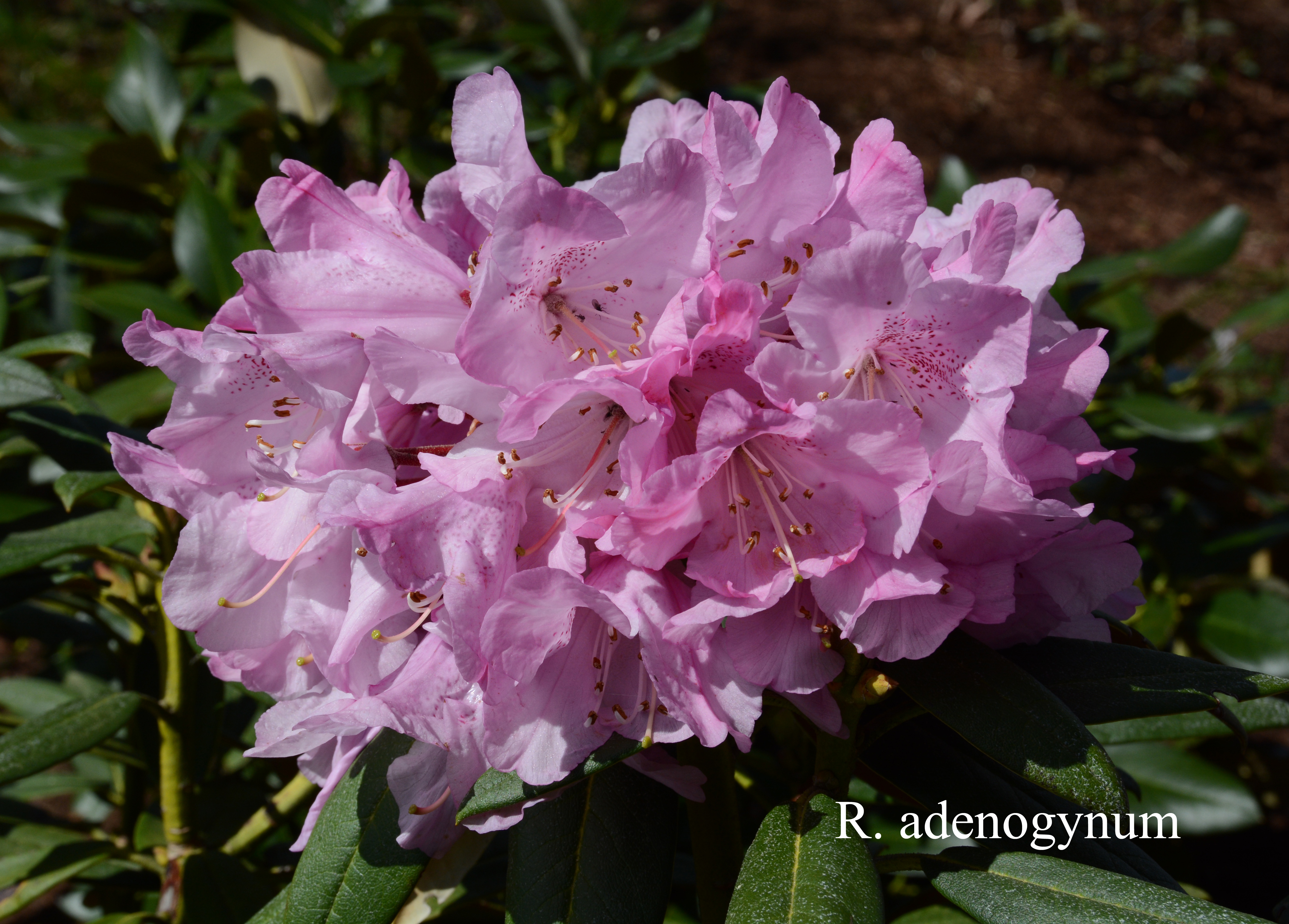Rhododendron adenogynum photo