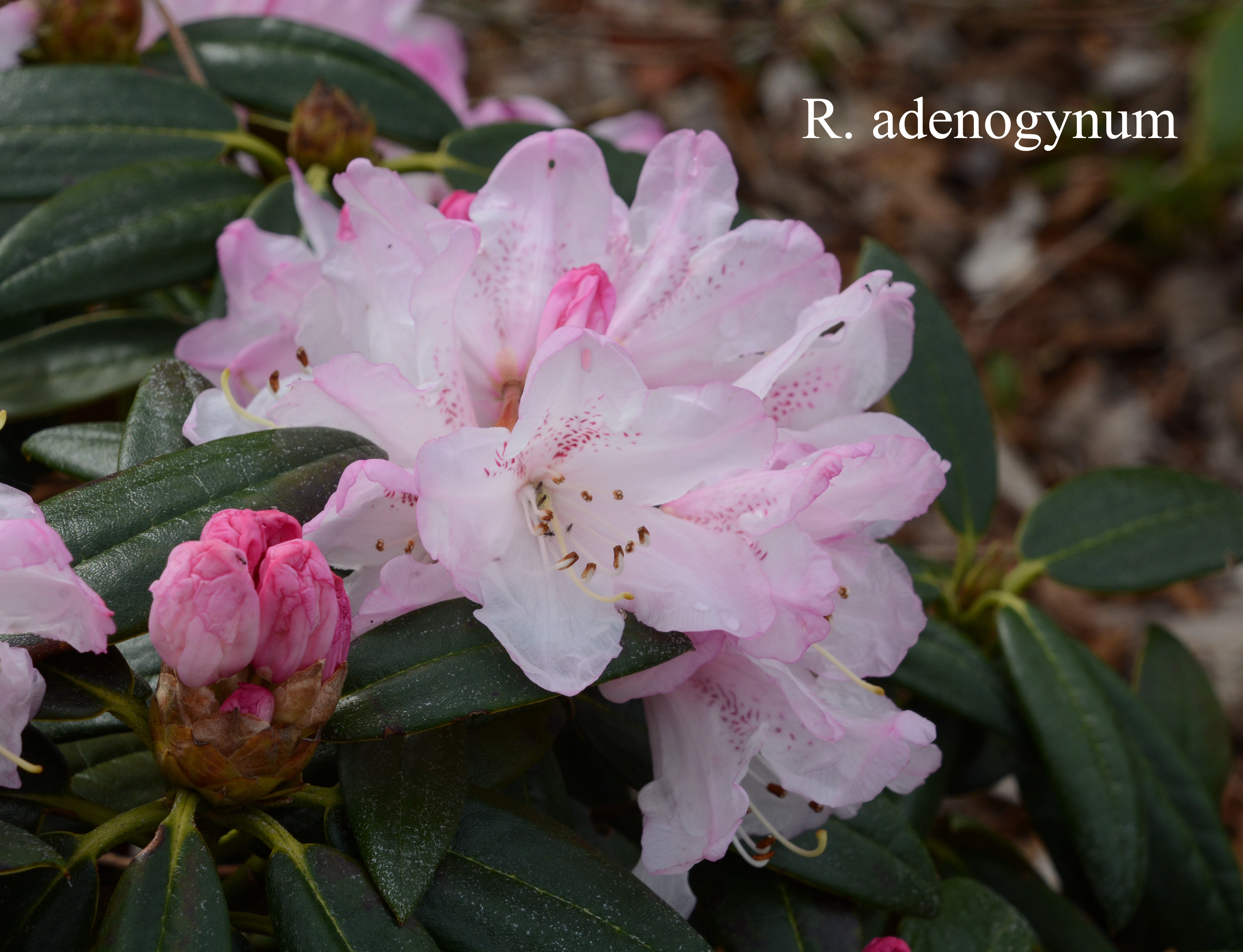 Rhododendron adenogynum photo