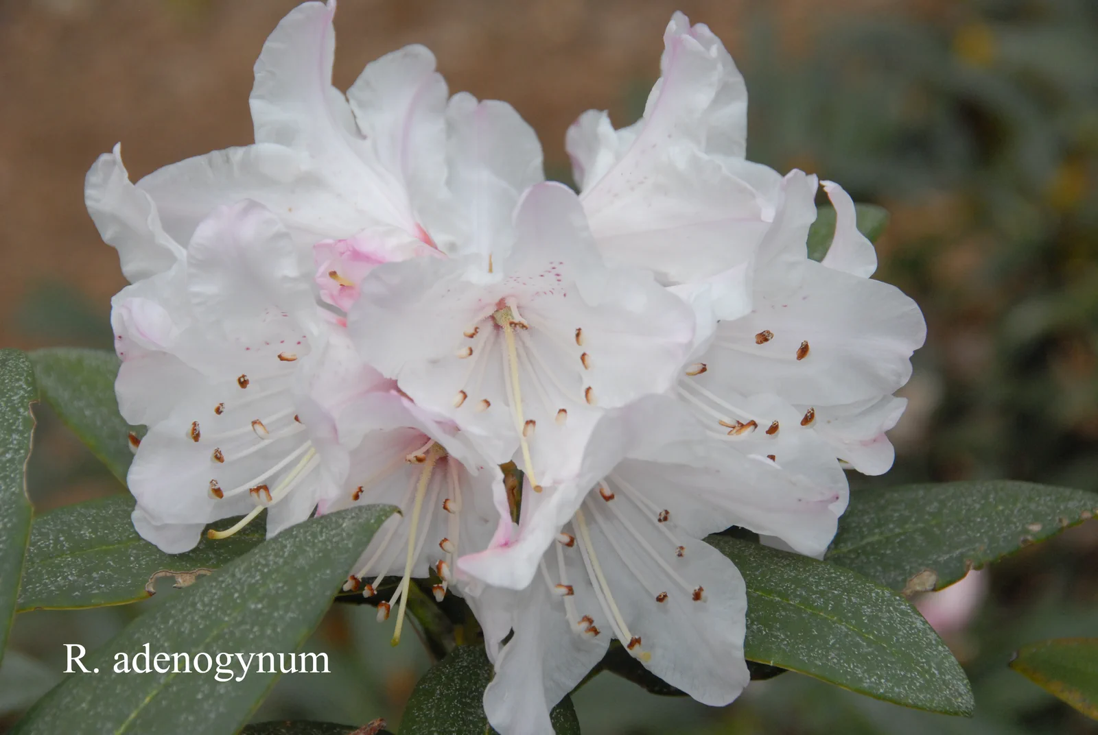 R. adenogynum photo of R. adenogynum. Location: Fearing's Farm Nursery, Abbotsford, BC, Canada. Photo by: Harold Fearing