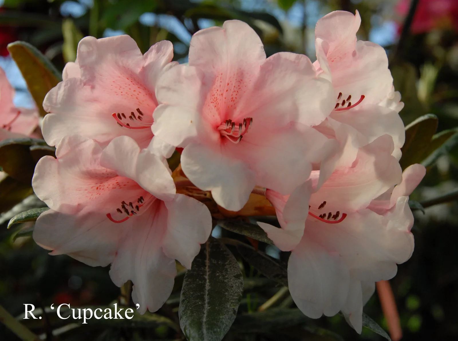 R. 'Cupcake' photo of R. 'Cupcake'. Location: Fearing's Farm Nursery, Abbotsford, BC, Canada. Photo by: Harold Fearing