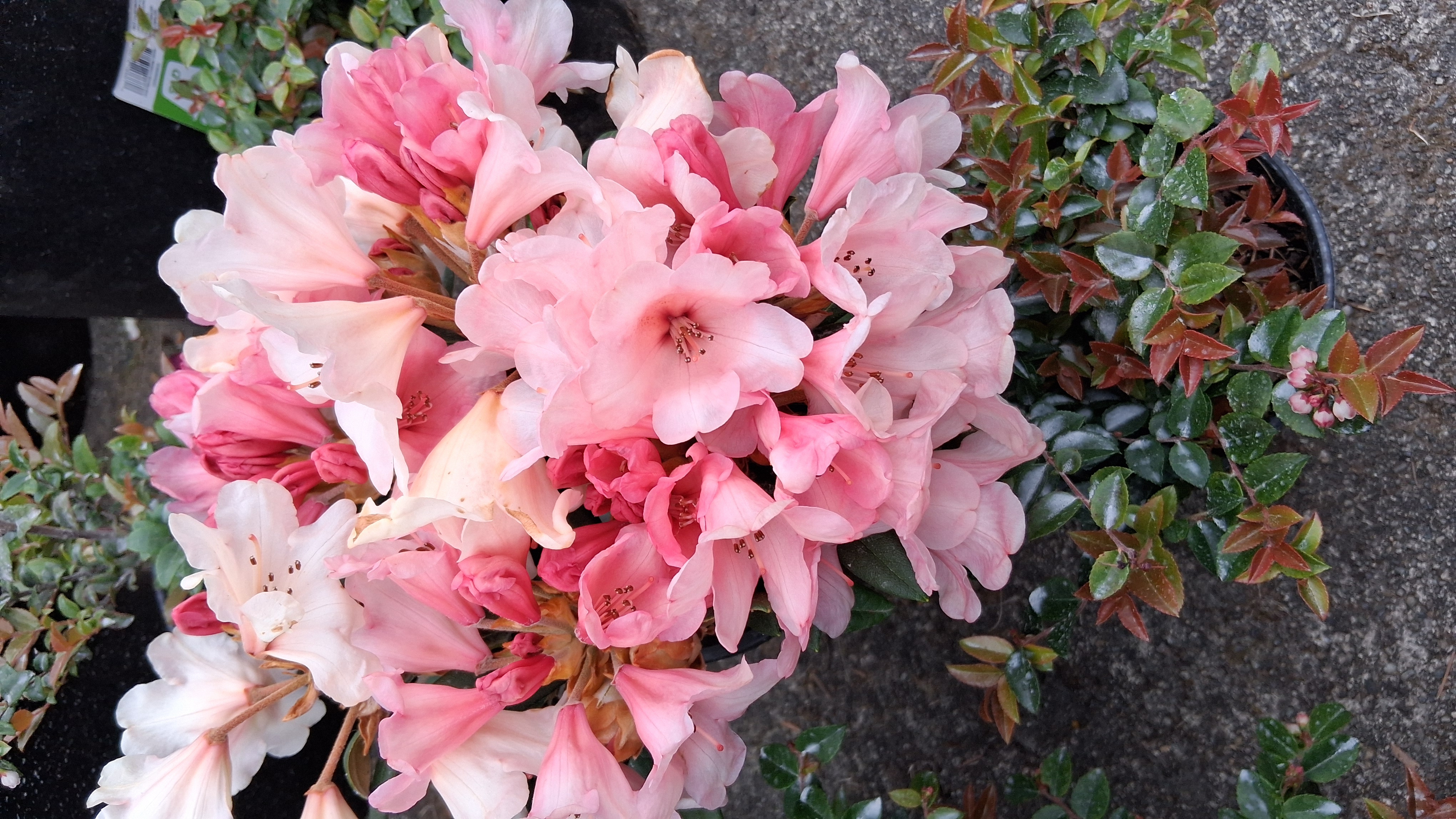 Rhododendron Cupcake photo