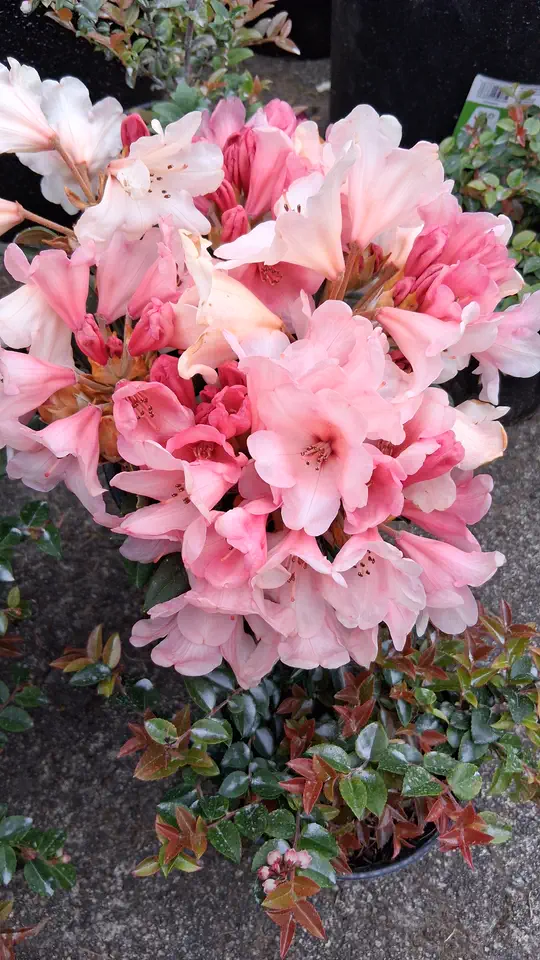 Photo of R. 'Cupcake', Rhododendron Hybrid