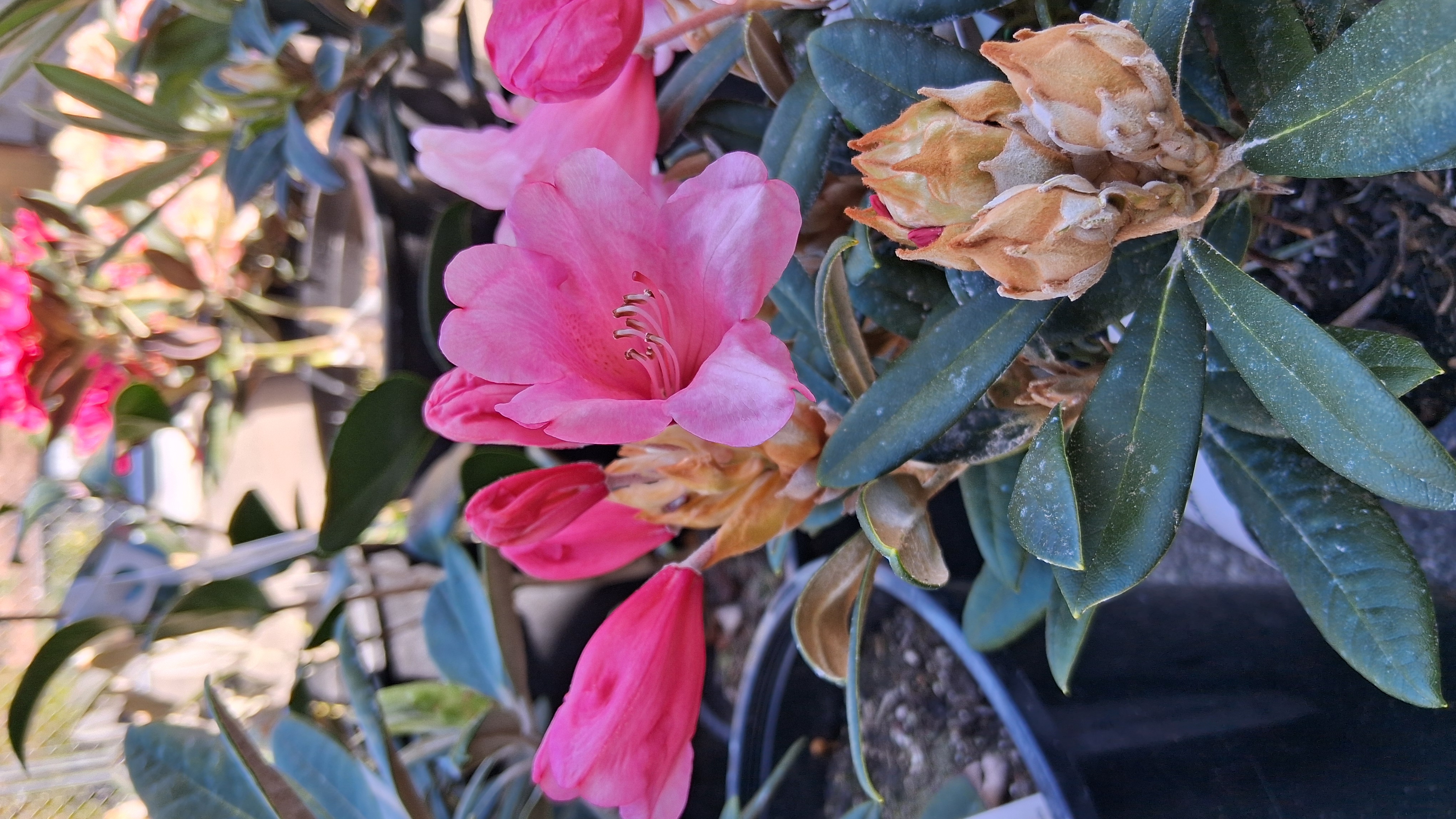 Rhododendron Cupcake photo