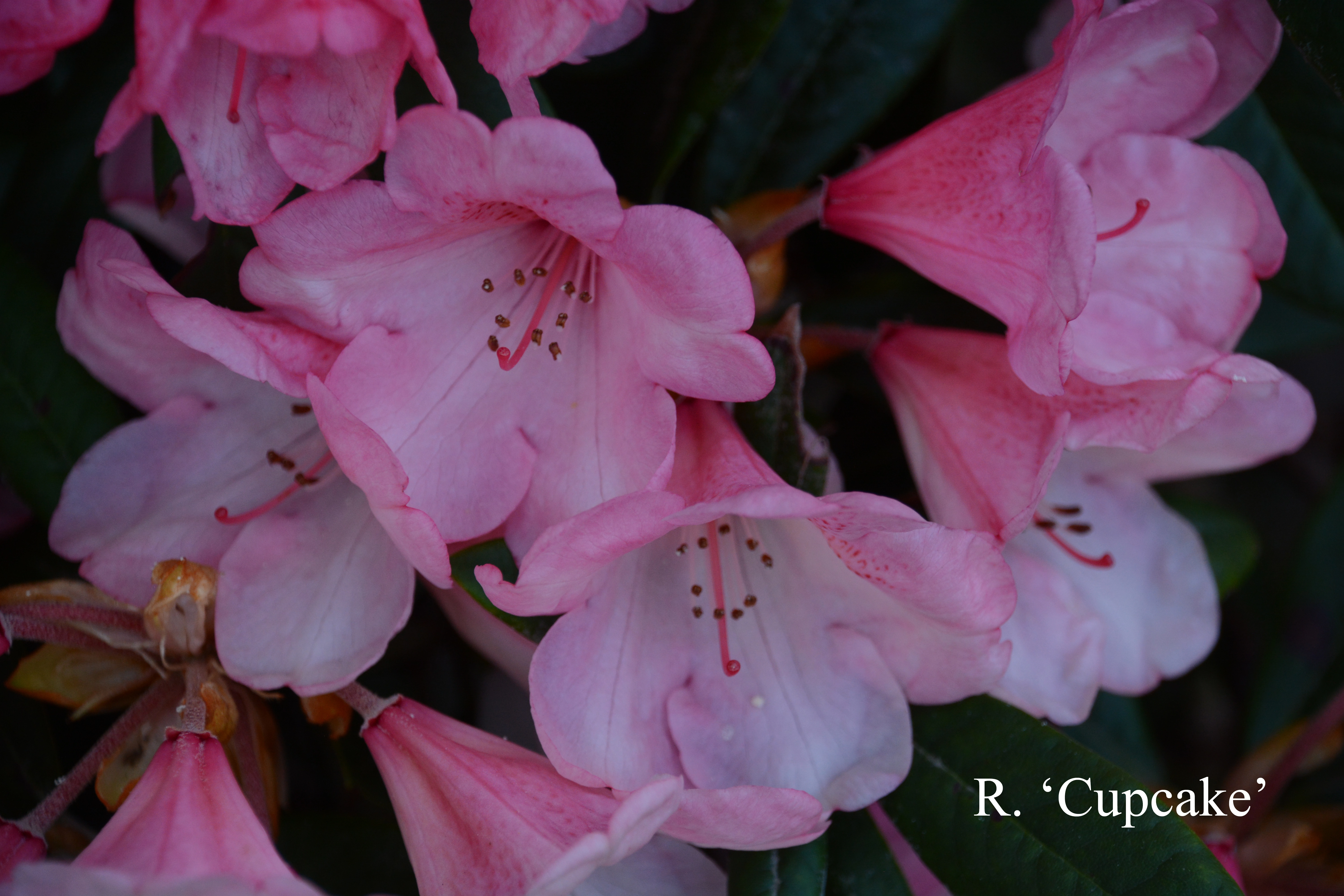 Rhododendron Cupcake photo