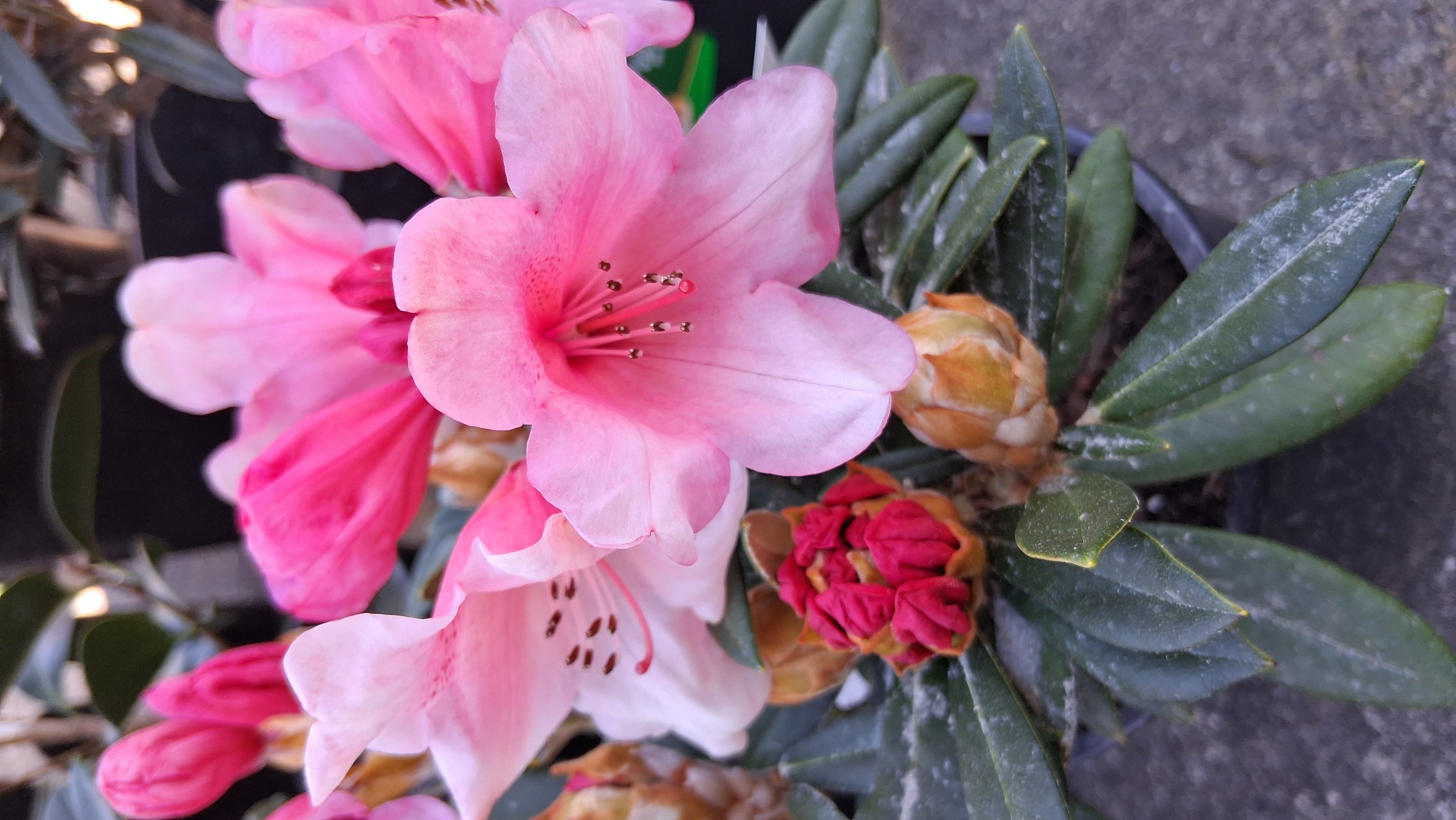 Rhododendron Cupcake photo