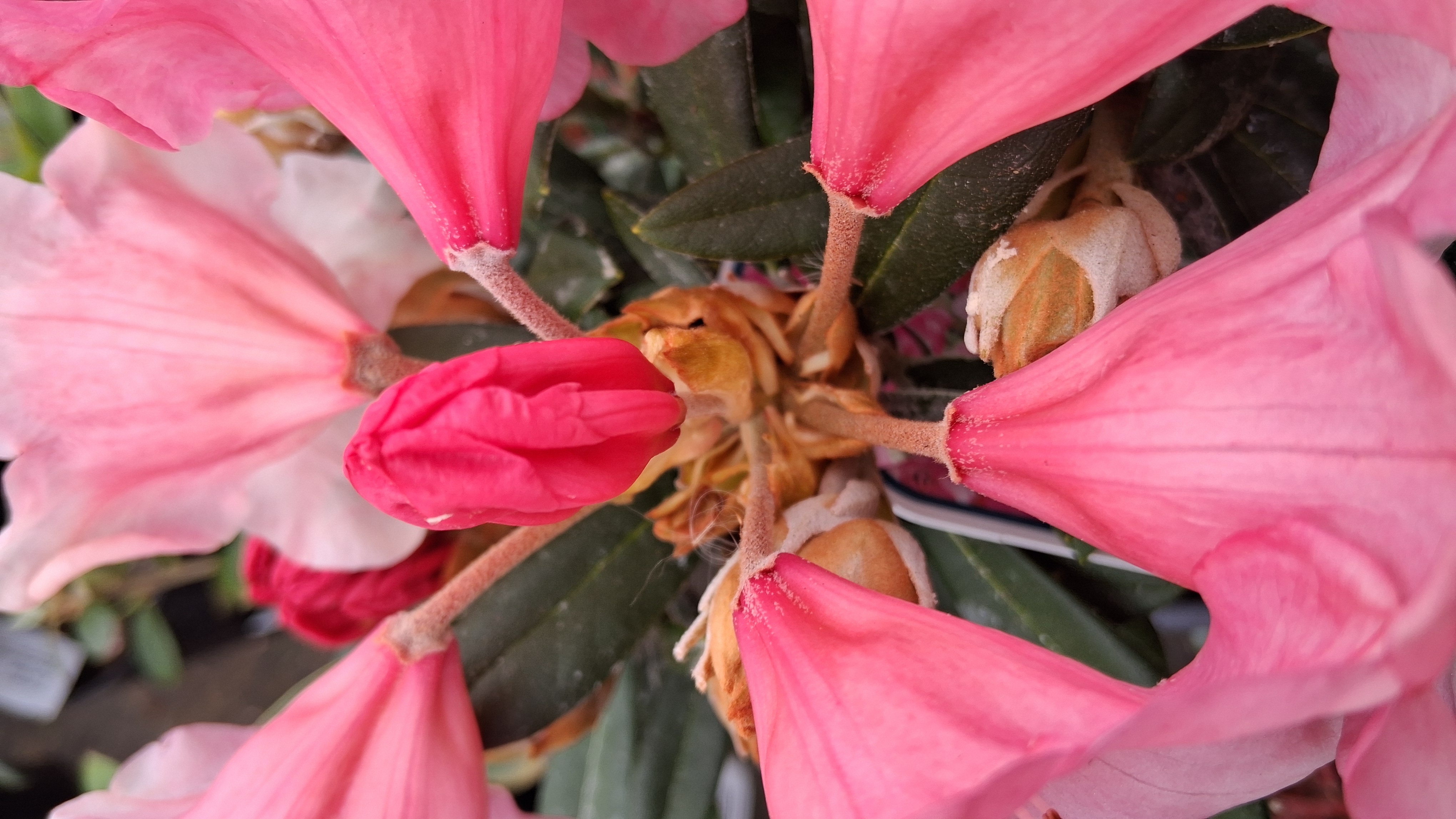 Rhododendron Cupcake photo