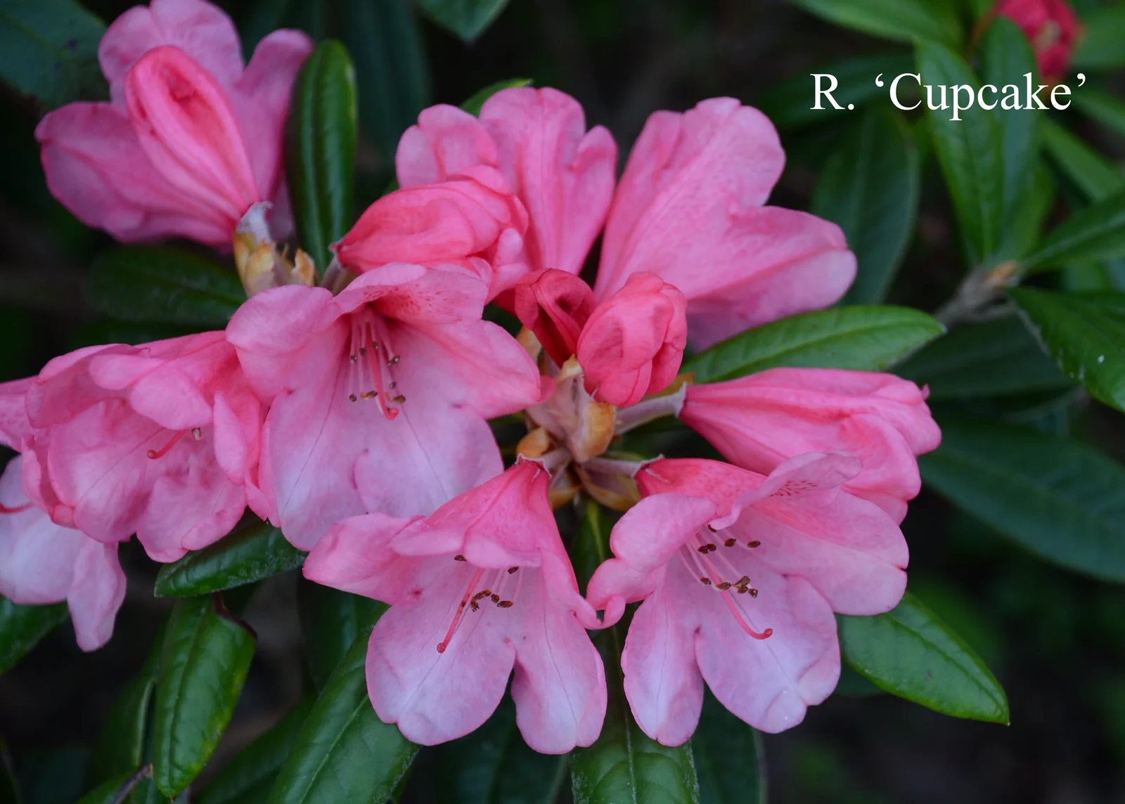R. 'Cupcake' photo of R. 'Cupcake'. Location: Fearing's Farm Nursery, Abbotsford, BC, Canada. Photo by: Harold Fearing
