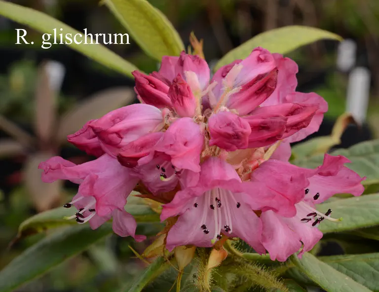 Photo of R. glischrum ssp glischrum, Species
