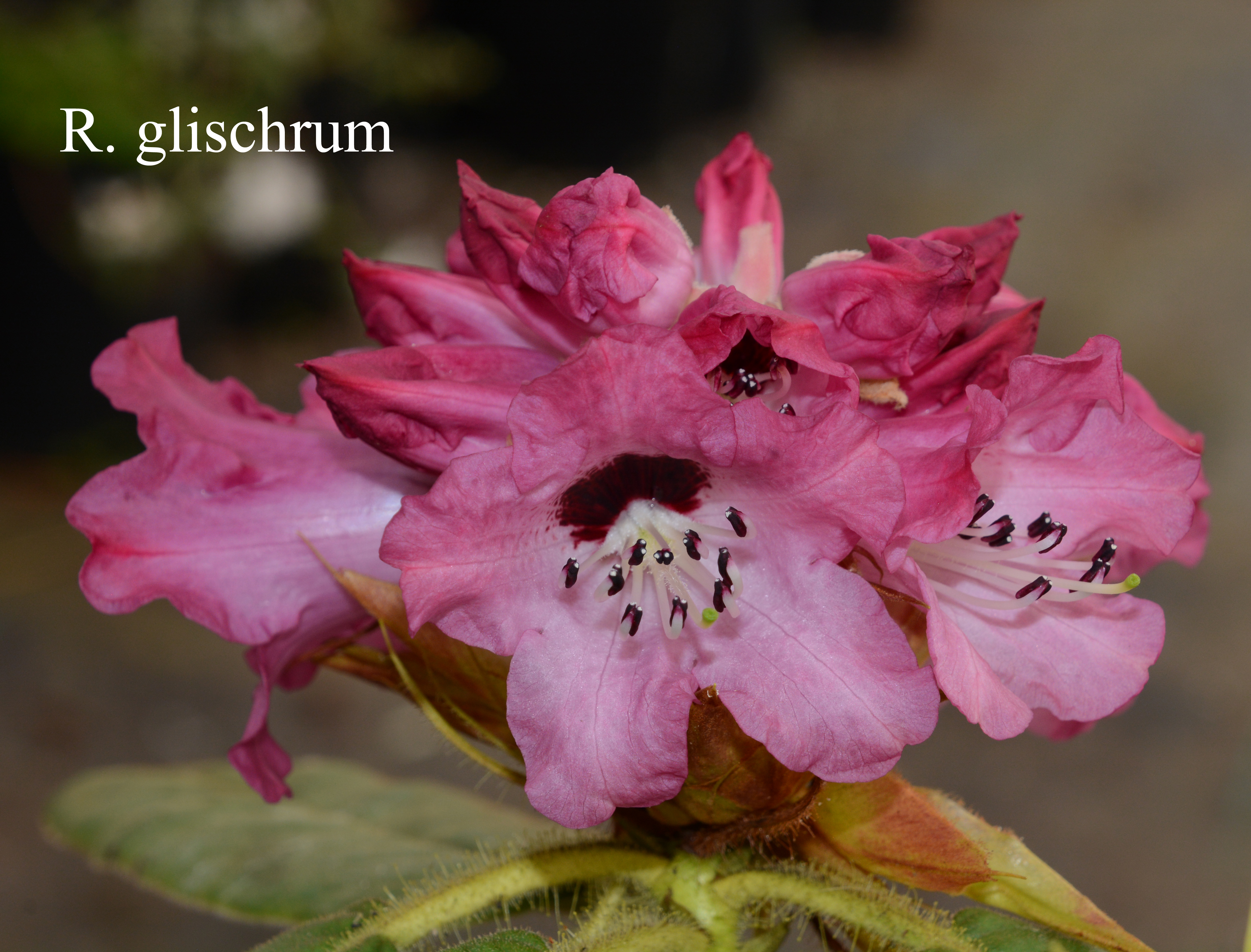 Rhododendron glischrum ssp glischrum photo