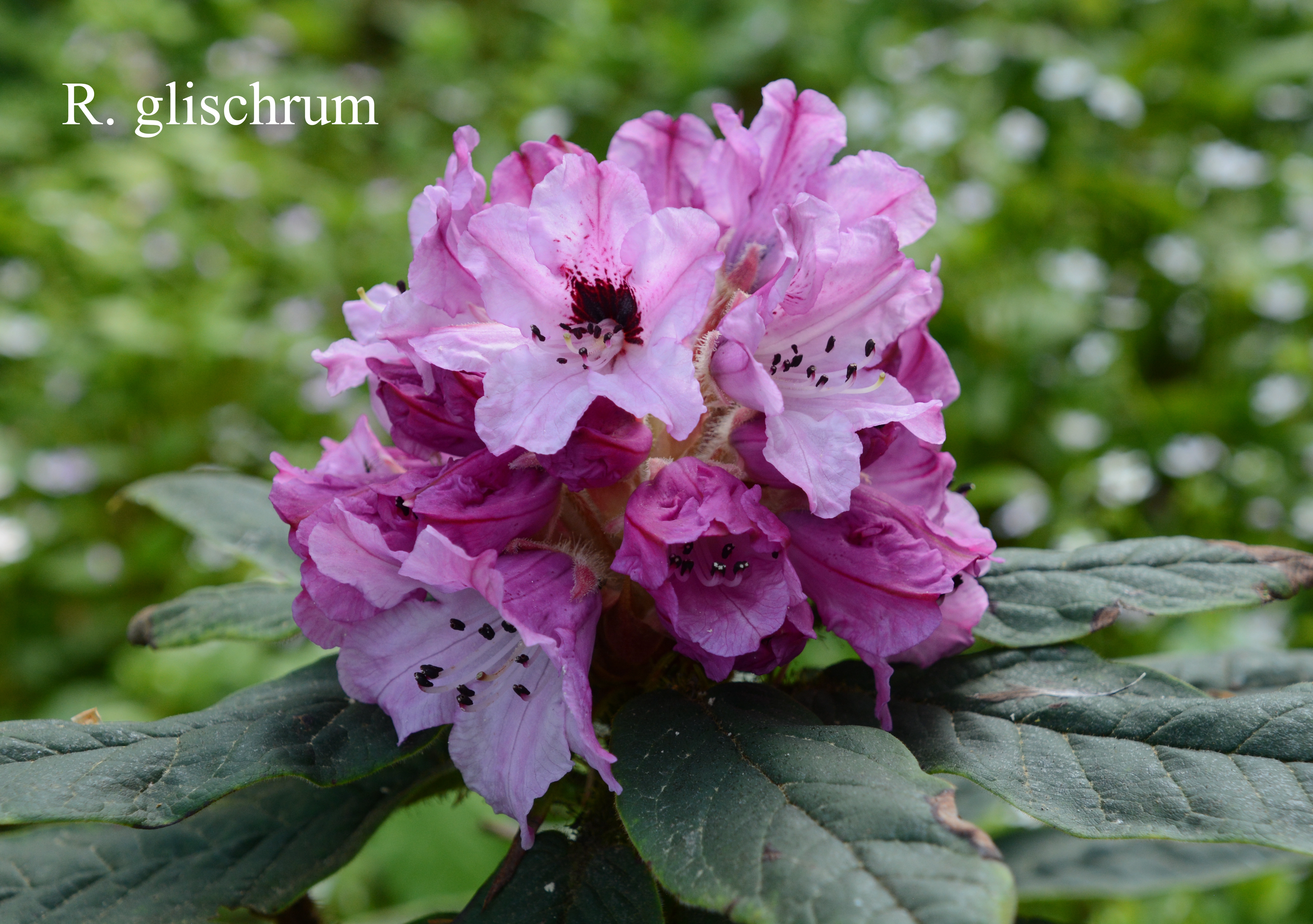 Rhododendron glischrum ssp glischrum photo