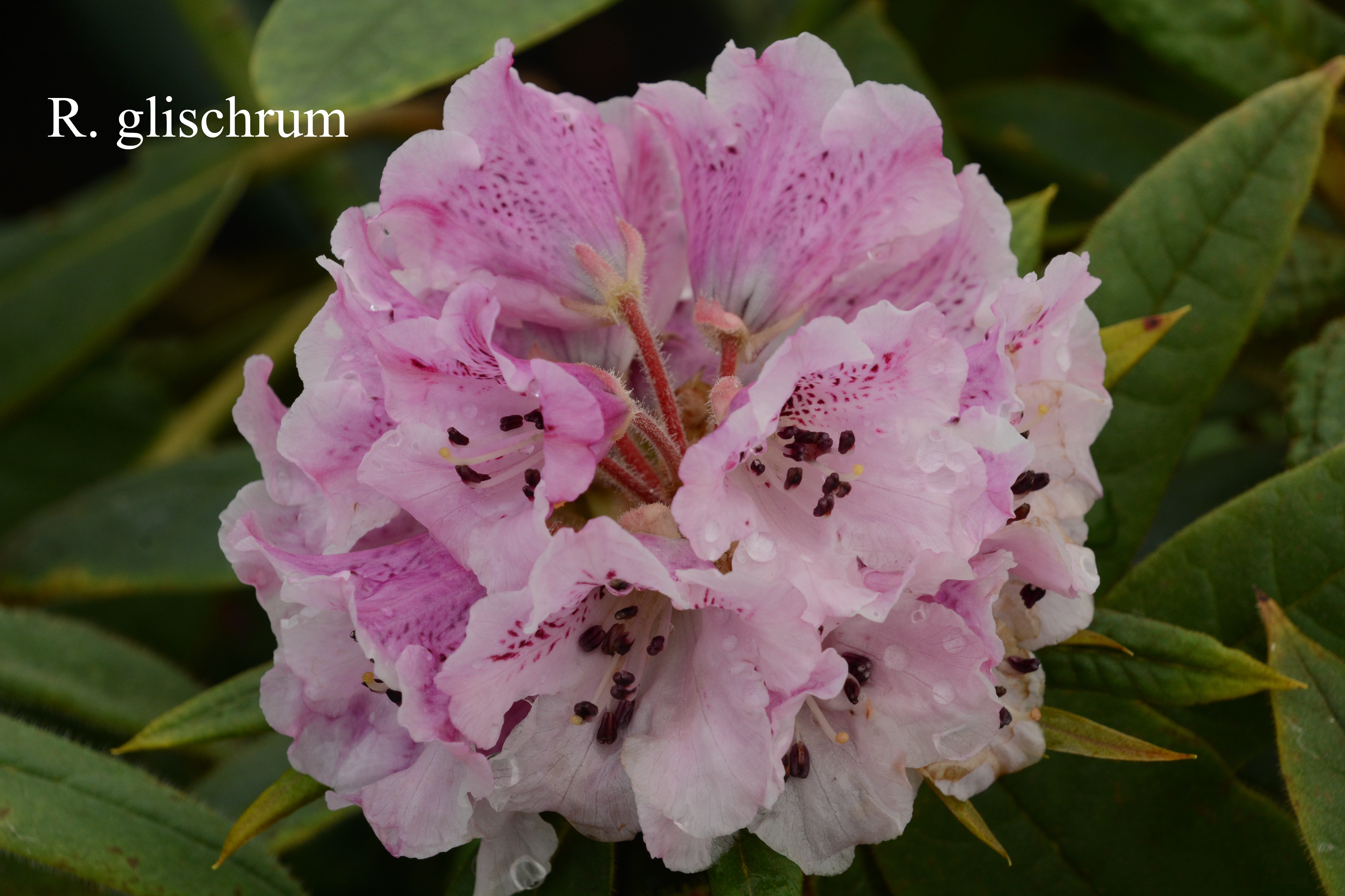 Rhododendron glischrum ssp glischrum photo