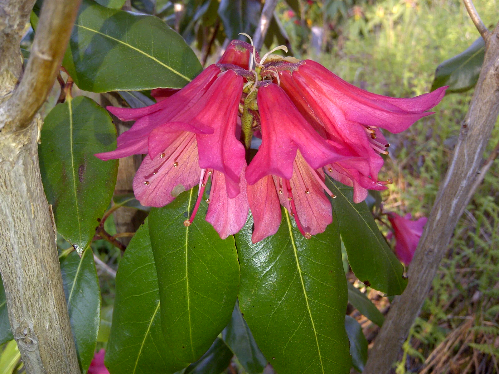 R. 'Biskra' photo of R. 'Biskra'. Location: Argyle, Yarmouth County, Nova Scotia. Photo by: John Weagle