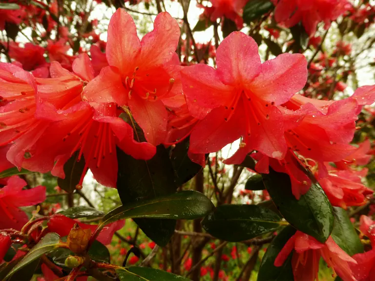 Photo of R. 'Biskra', Rhododendron Hybrid