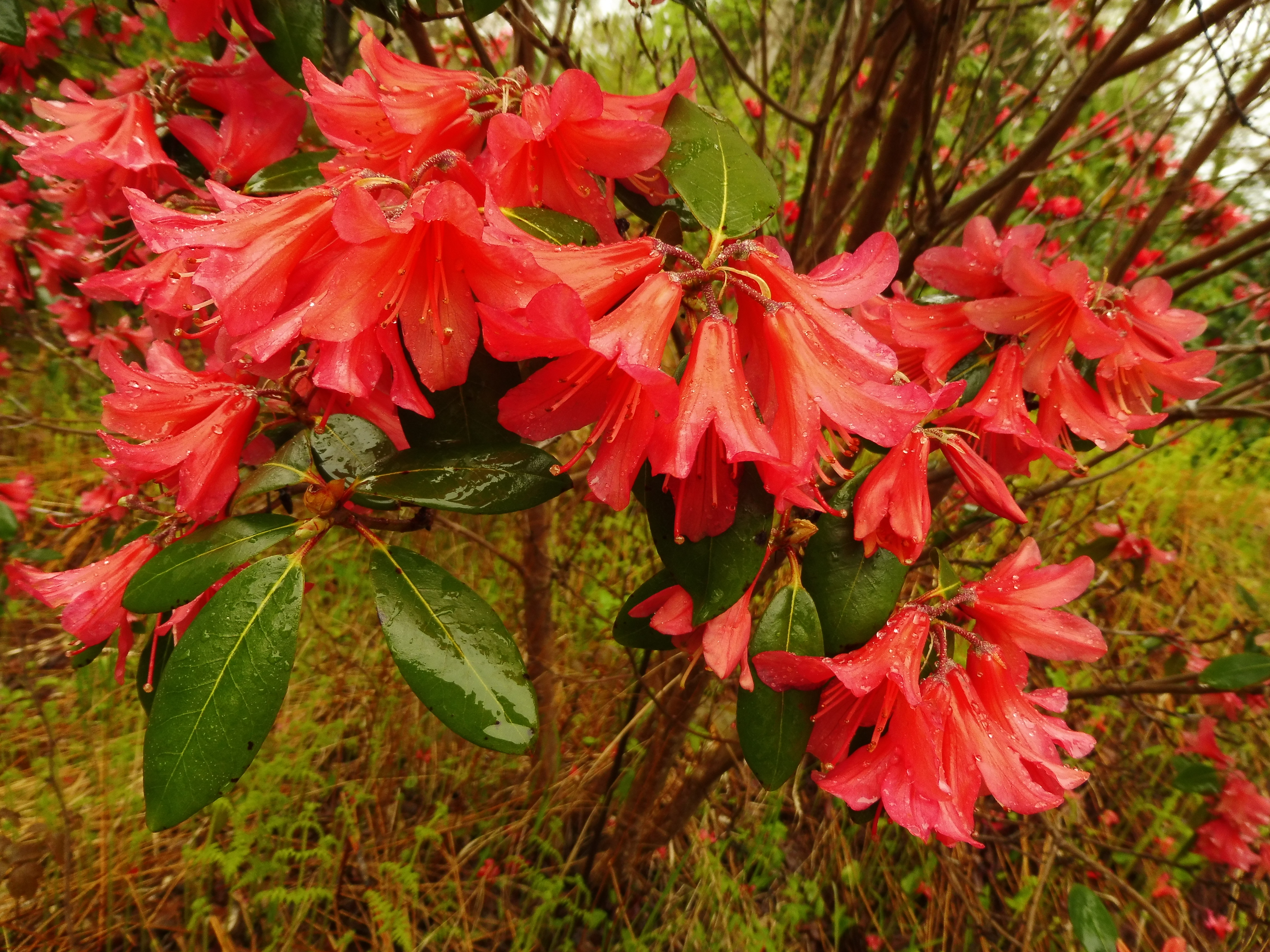 Rhododendron Biskra photo