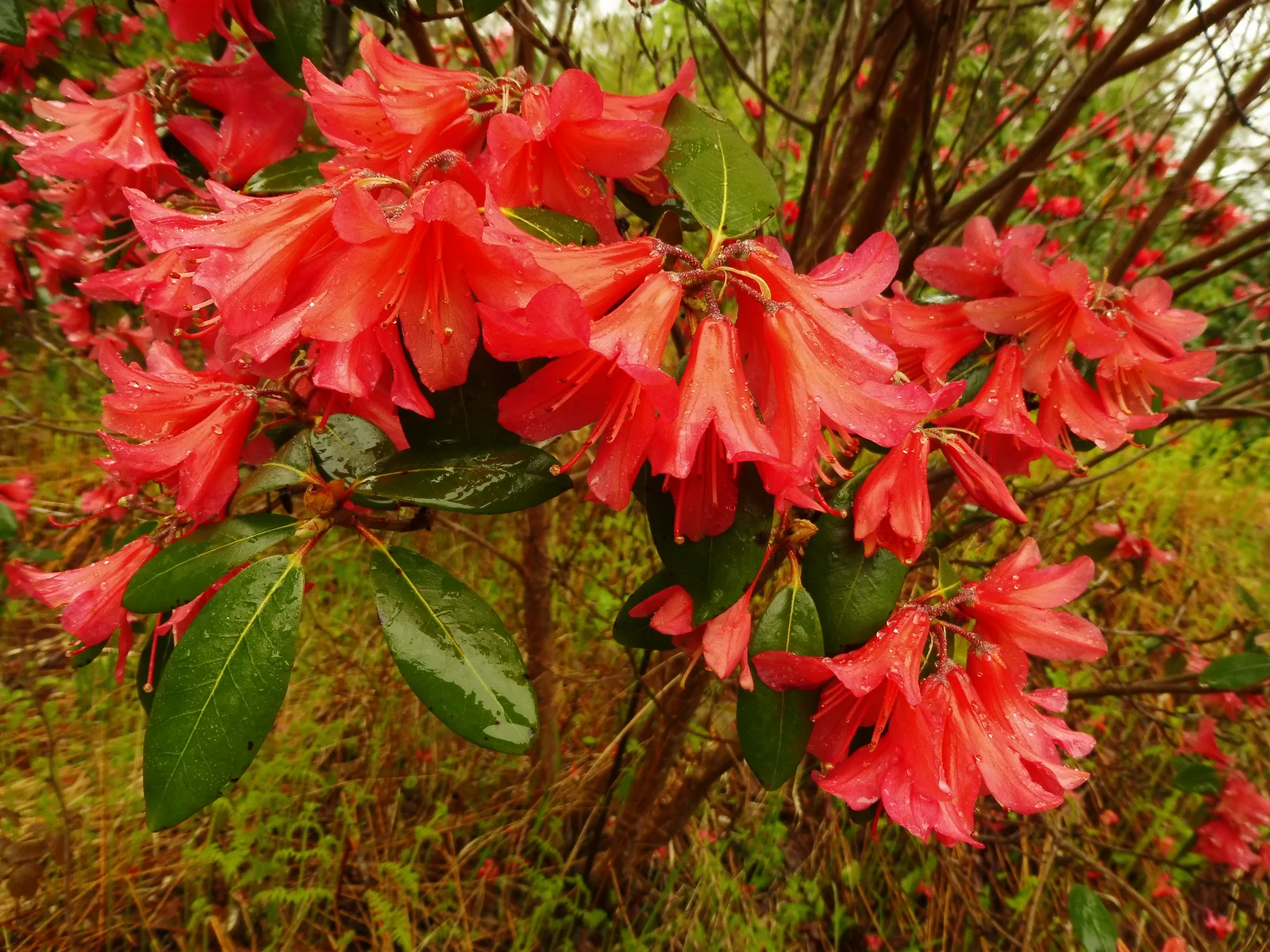 R. 'Biskra' photo of R. 'Biskra'. Location: Argyle, Yarmouth County, Nova Scotia. Photo by: John Weagle