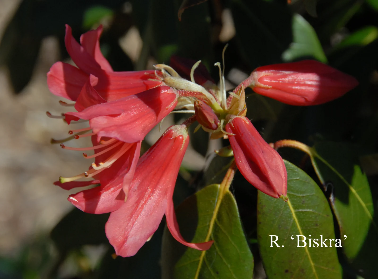 R. 'Biskra' photo of R. 'Biskra'. Location: Fearing's Farm Nursery, Abbotsford, BC, Canada. Photo by: Harold Fearing